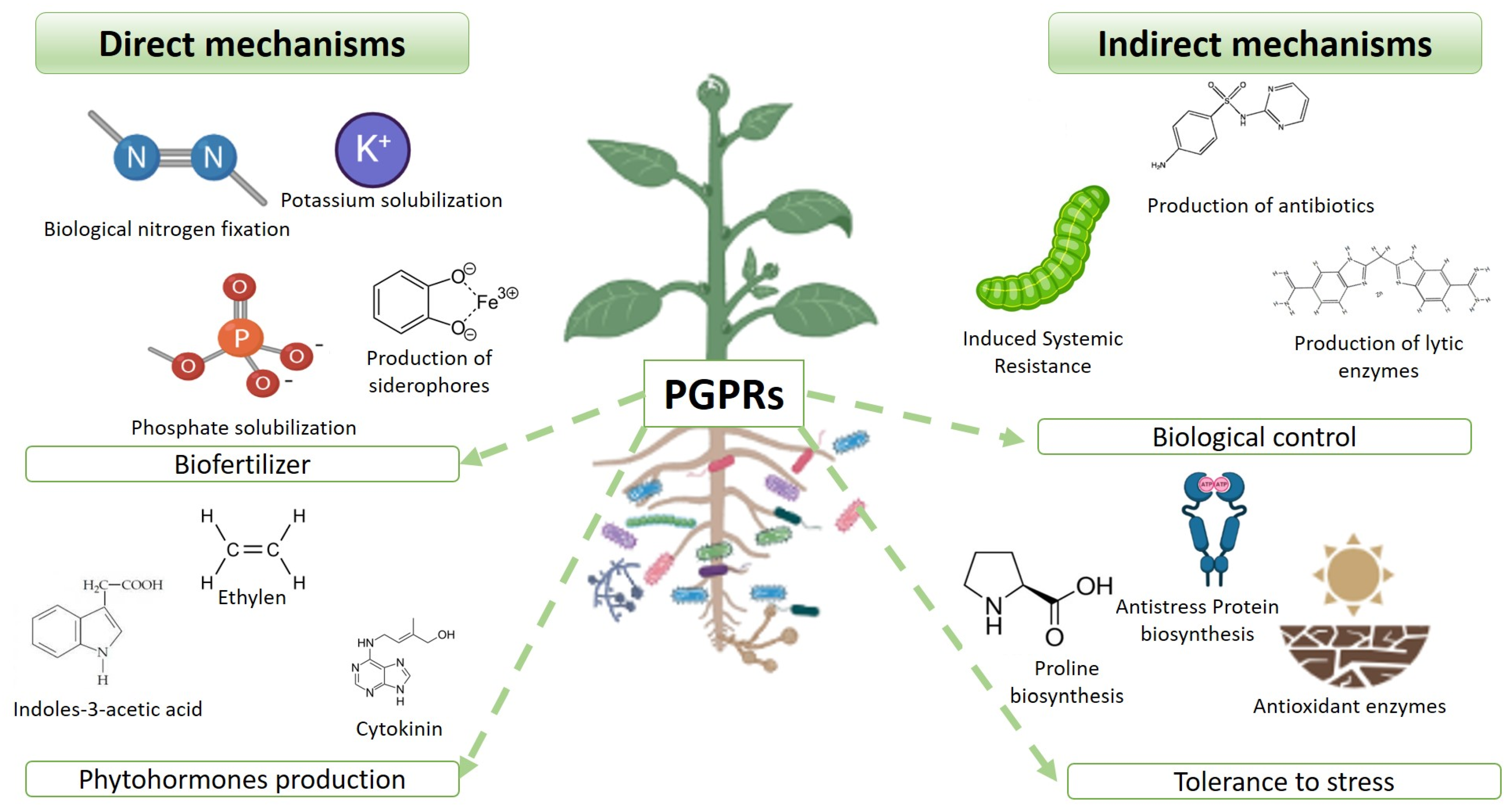 Plants 12 01668 g001