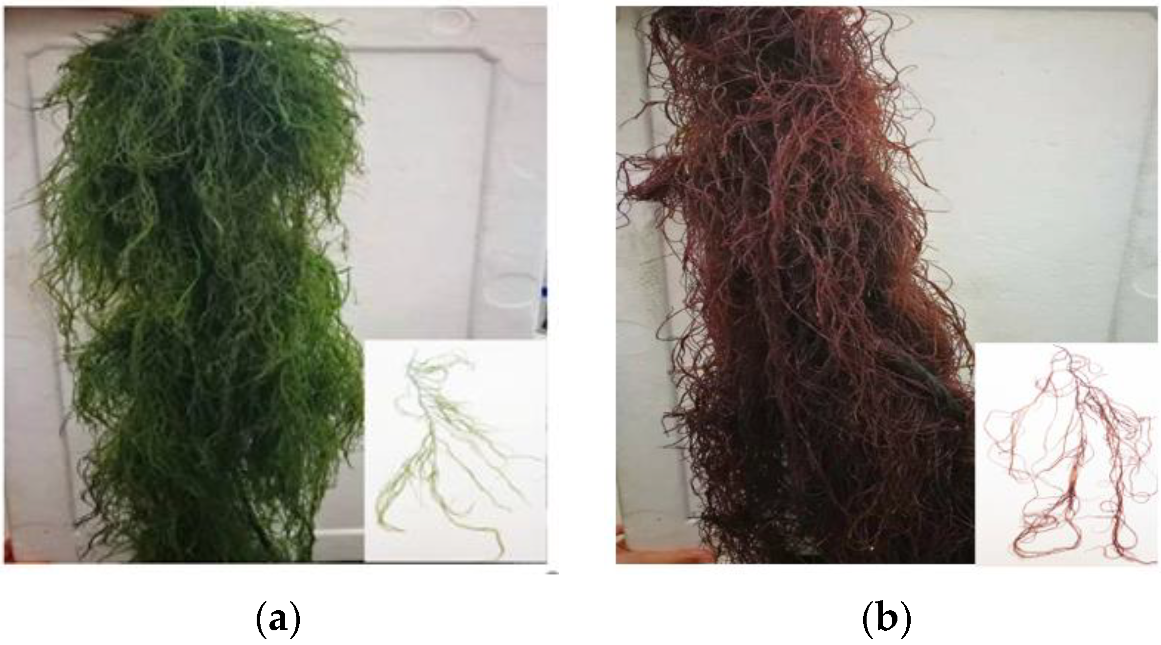 Plants 12 01670 g001 Plants 12 01670 g001