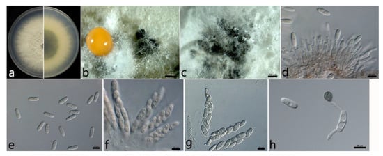 Plants 12 01679 g003