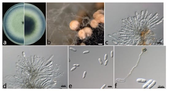 Plants 12 01679 g005