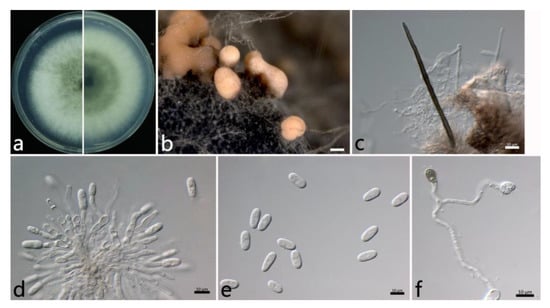 Plants 12 01679 g006