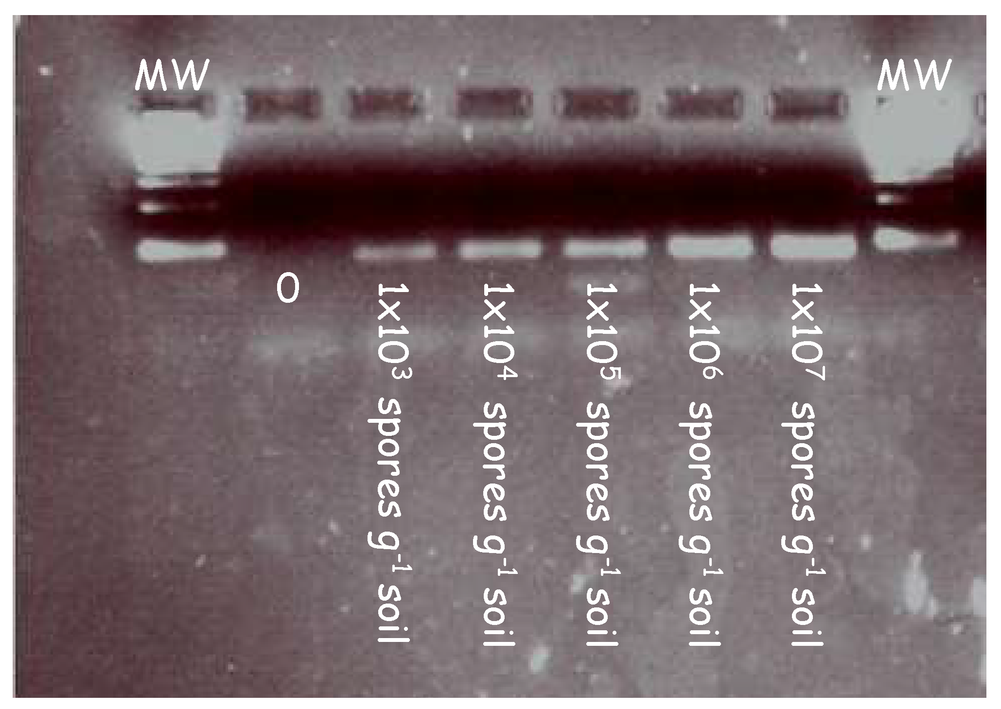 Plants 12 01690 g001