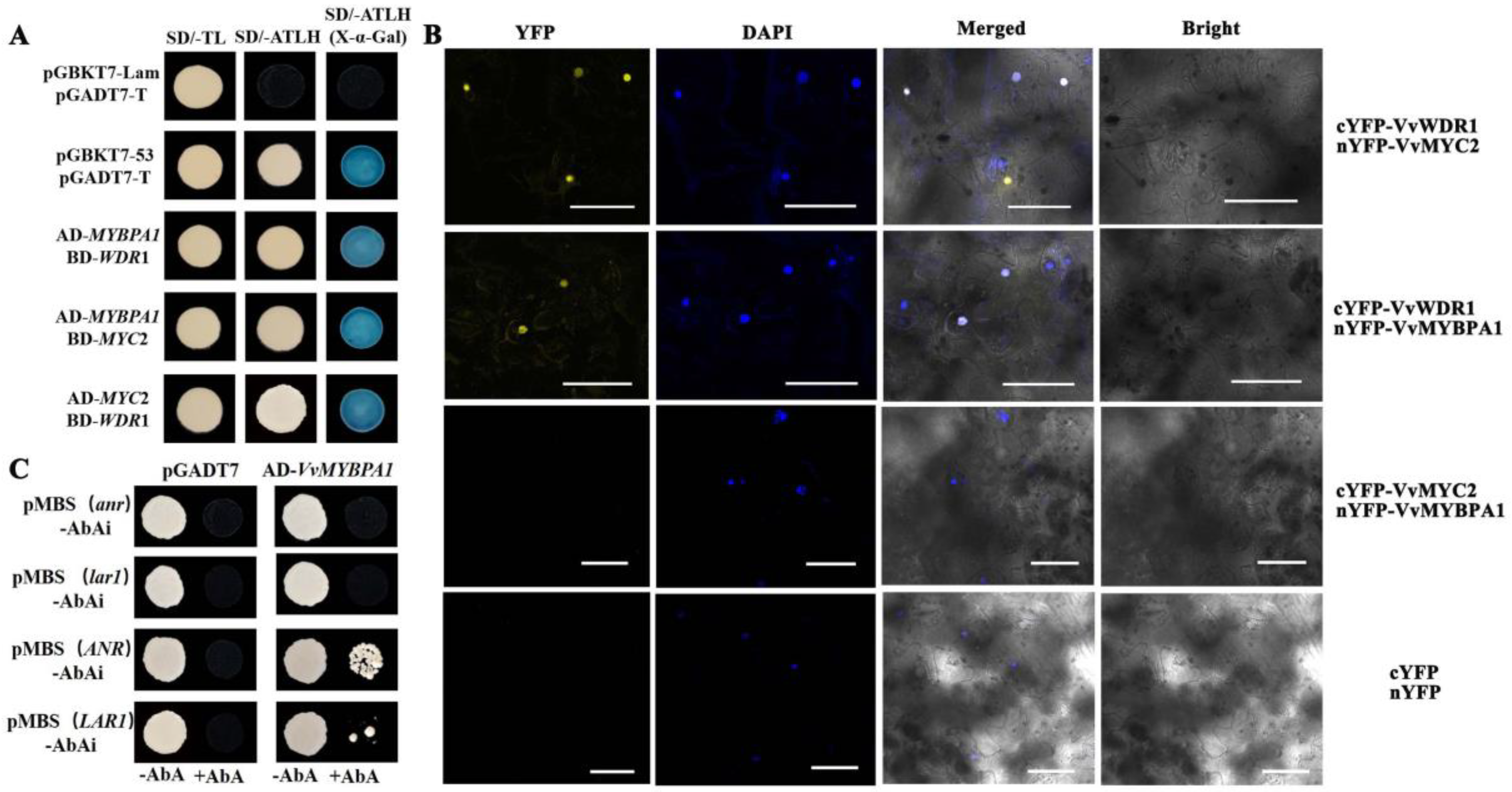 Plants 12 01691 g004 Plants 12 01691 g004