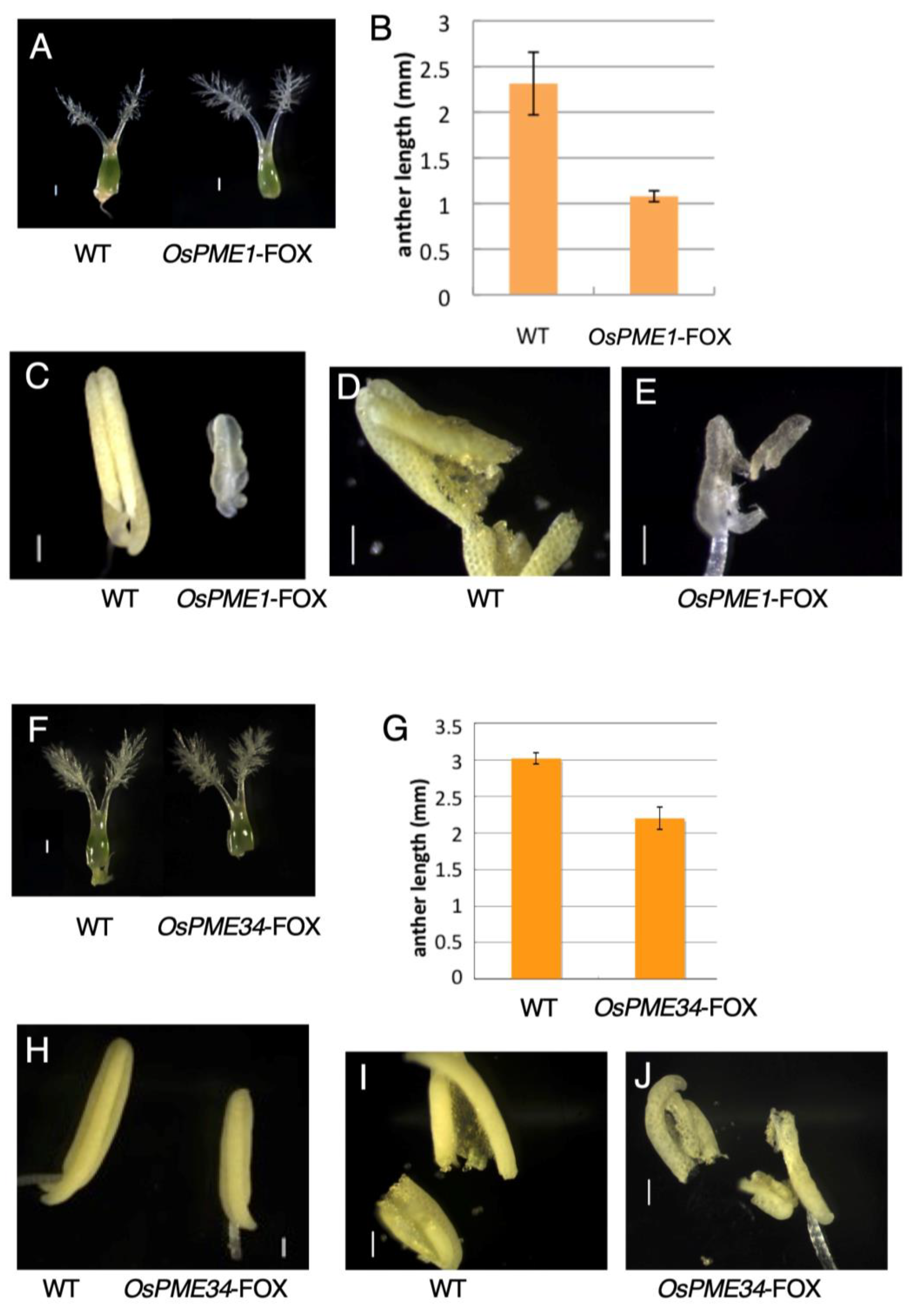 Plants 12 01717 g004