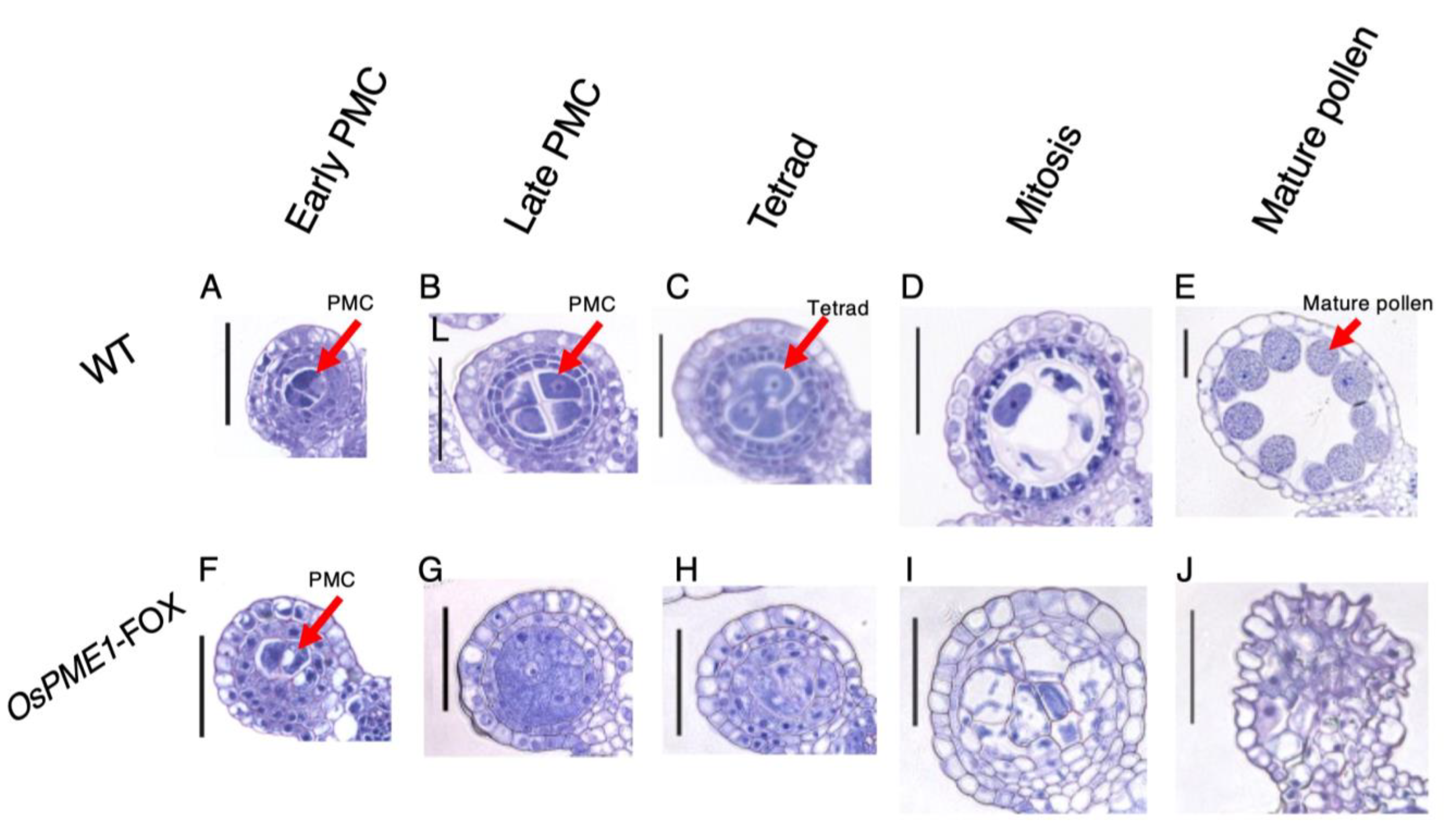 Plants 12 01717 g005