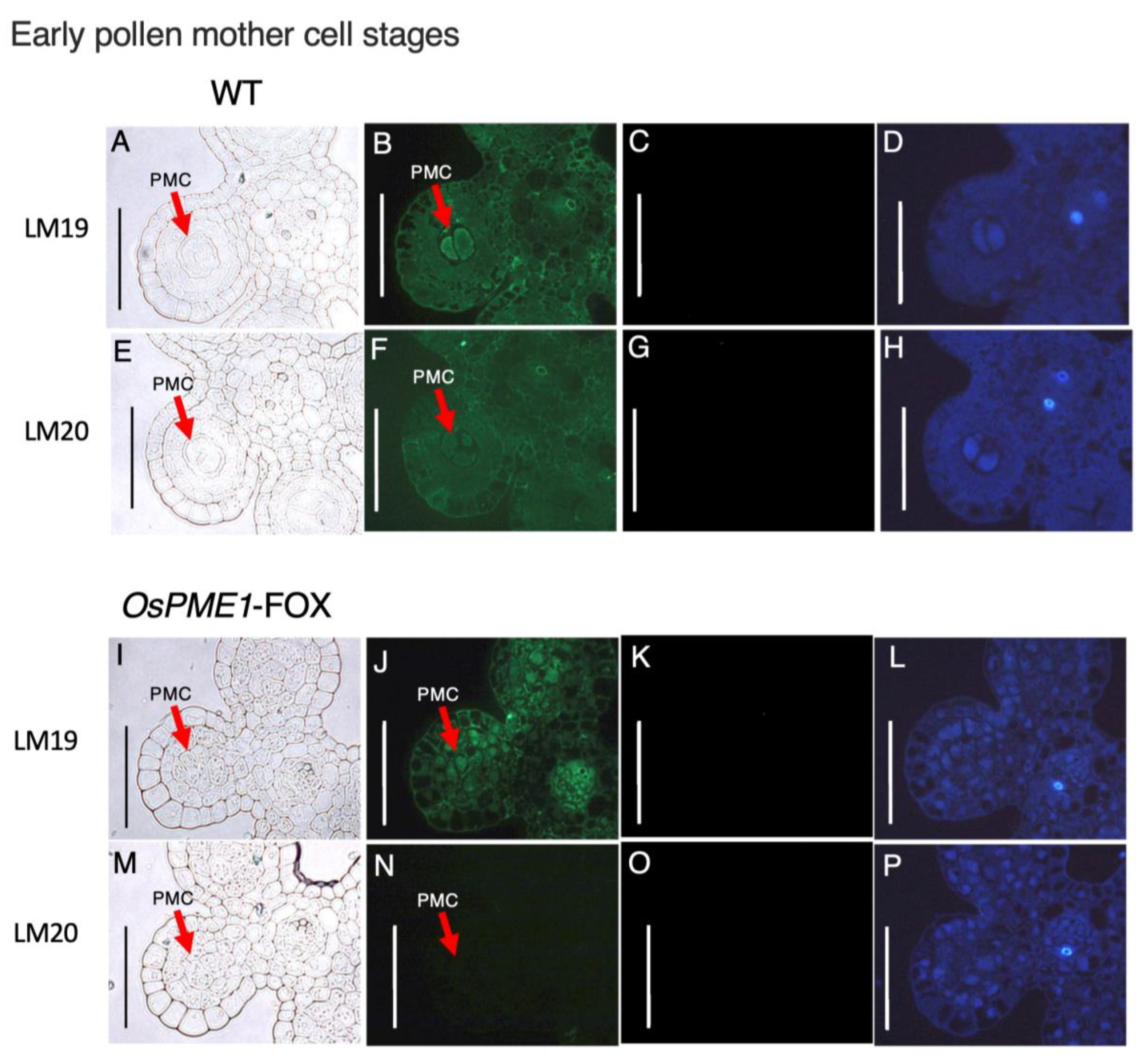 Plants 12 01717 g006