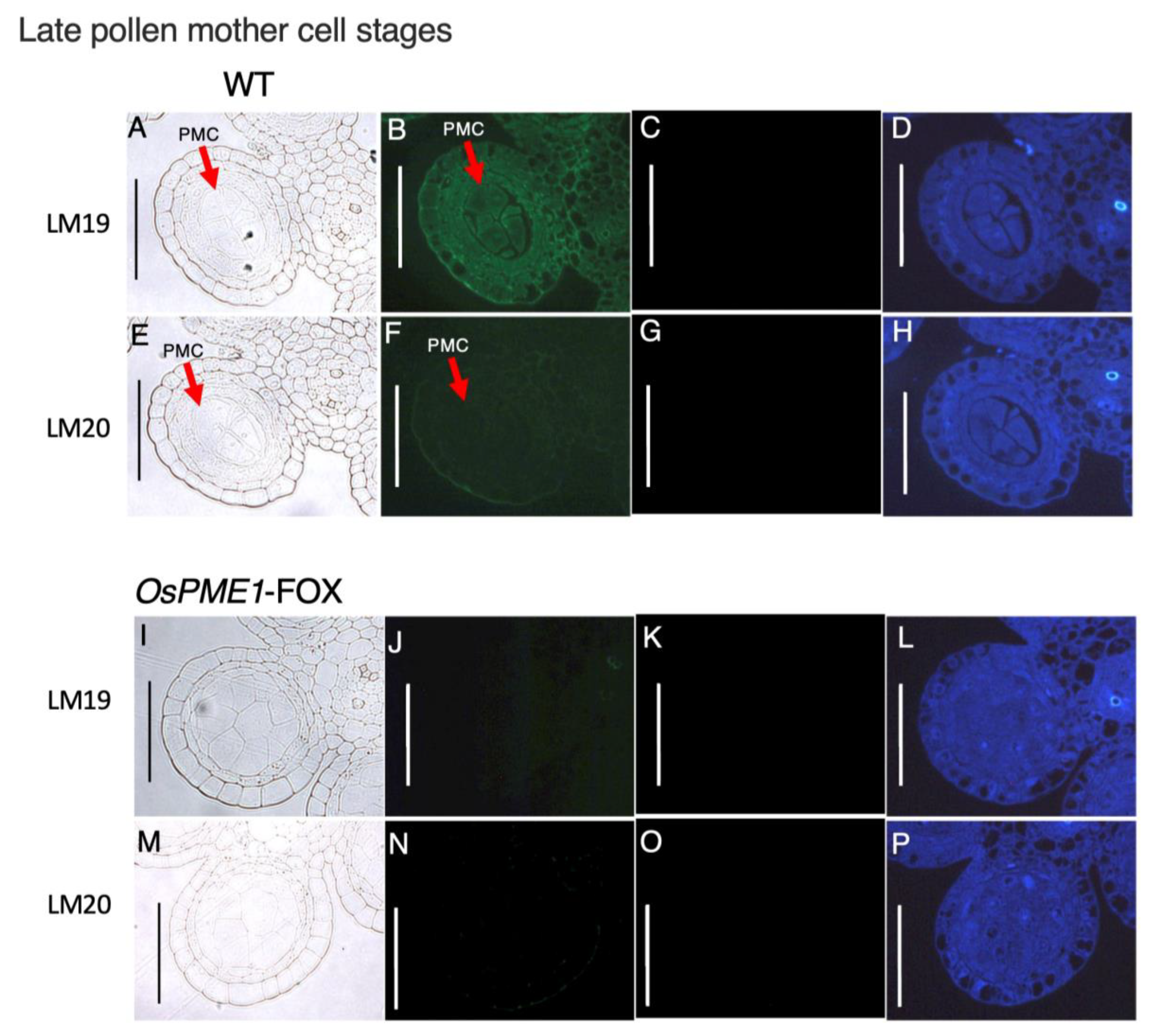Plants 12 01717 g007