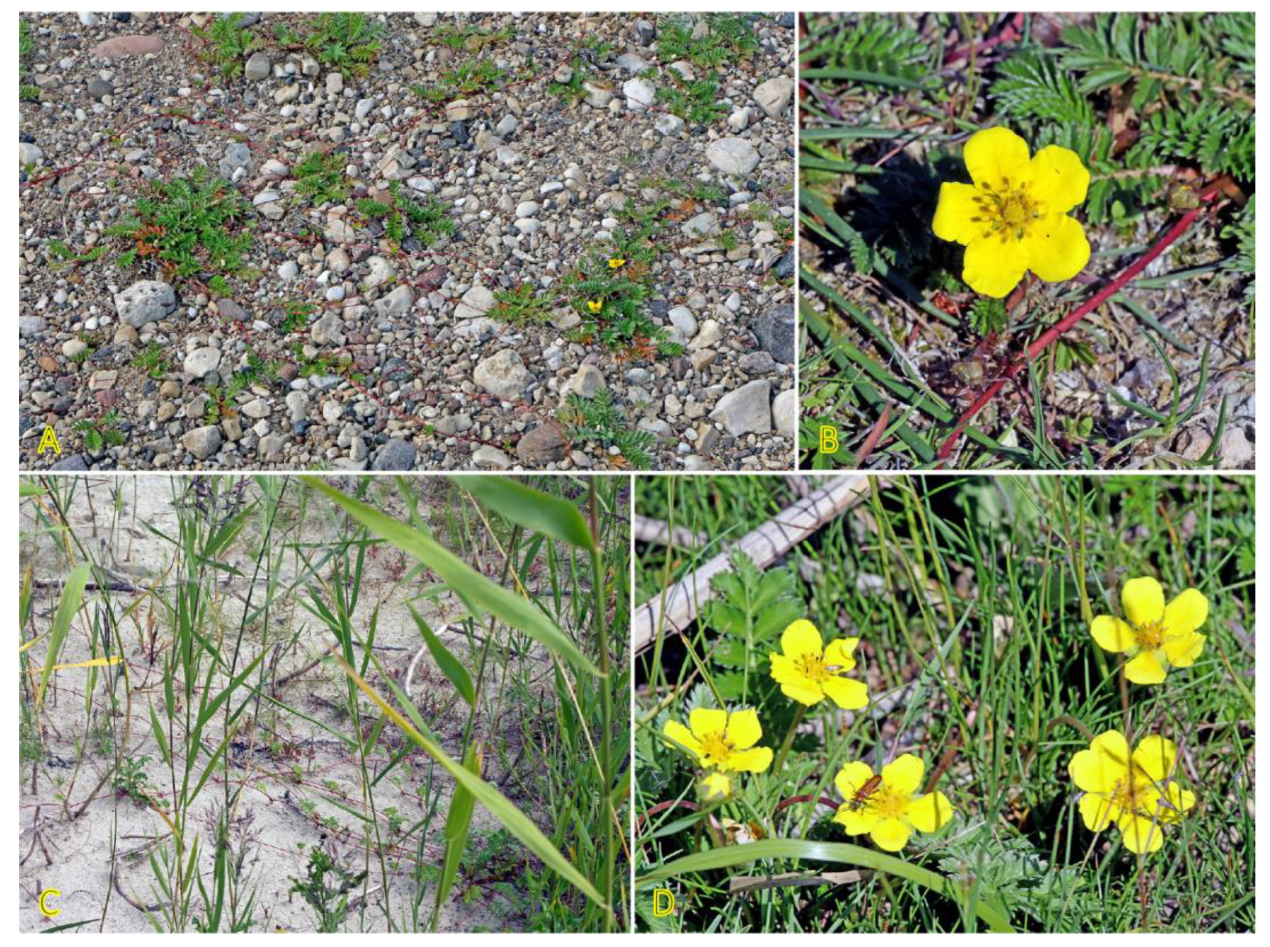 Plants 12 01728 g002 Plants 12 01728 g002