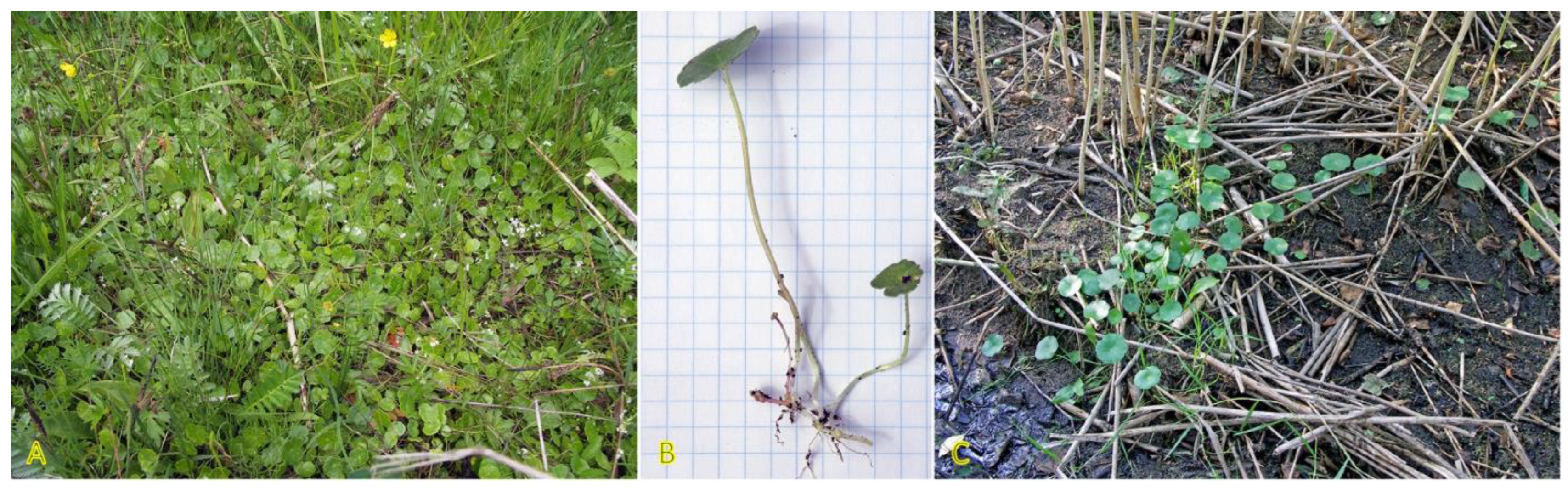 Plants 12 01728 g005 Plants 12 01728 g005