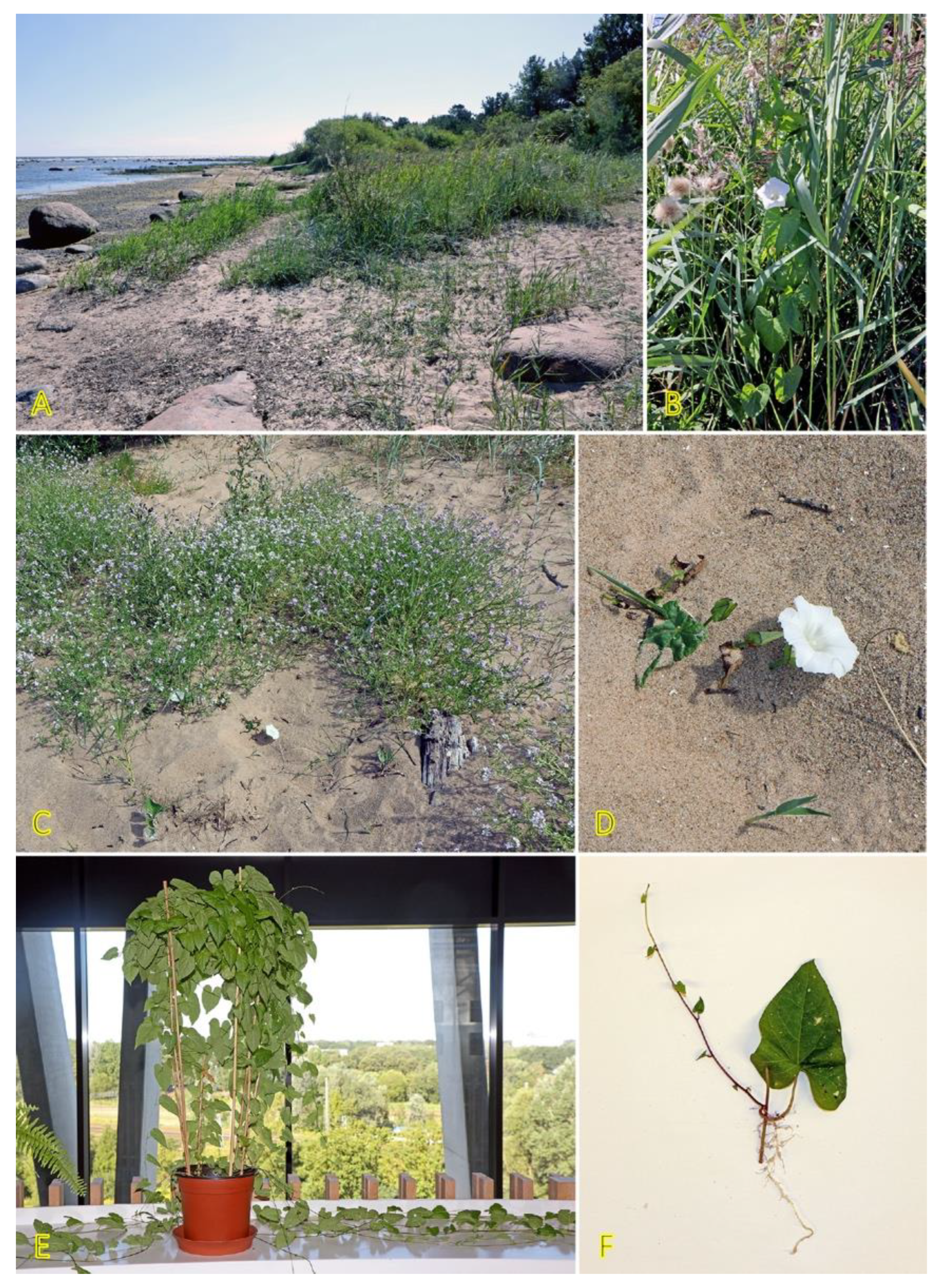 Plants 12 01728 g009 Plants 12 01728 g009