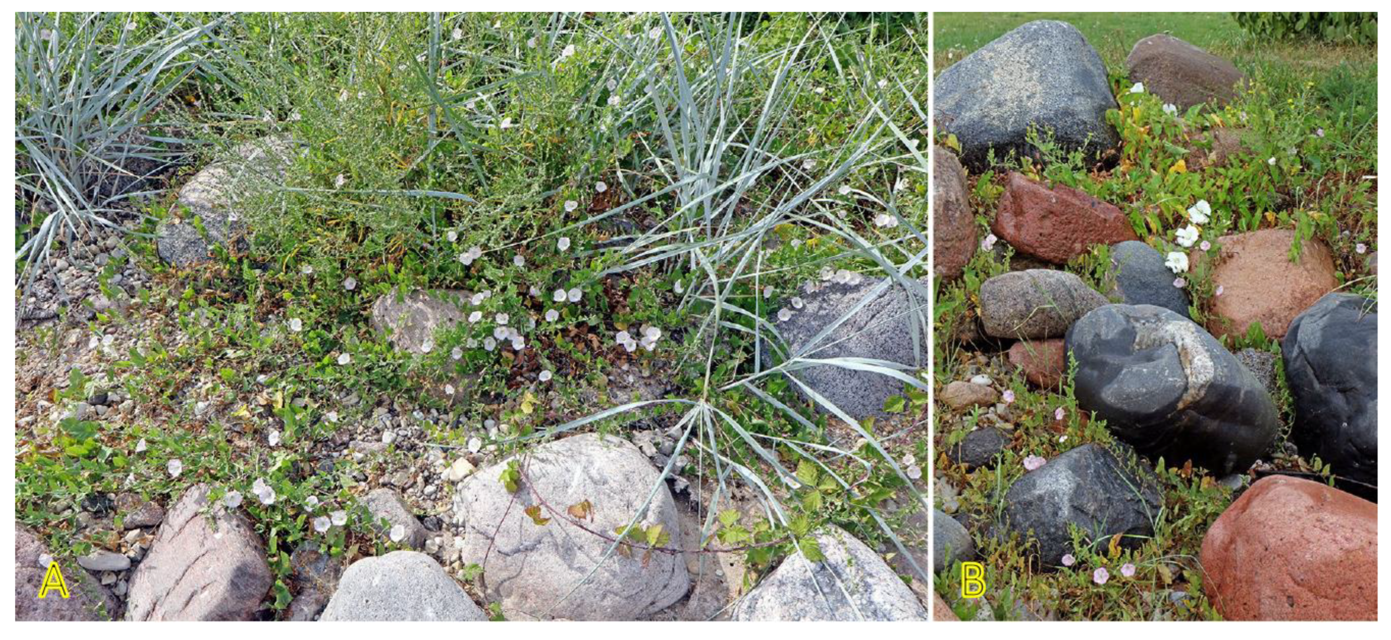 Plants 12 01728 g010 Plants 12 01728 g010