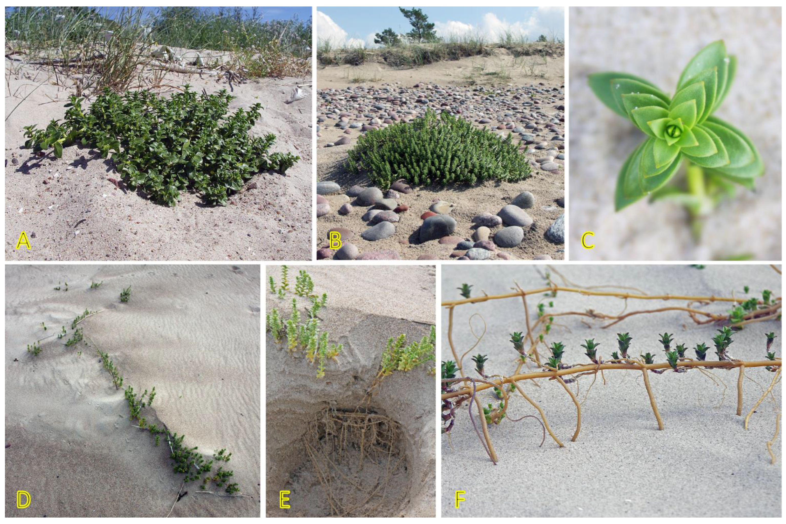 Plants 12 01728 g012 Plants 12 01728 g012