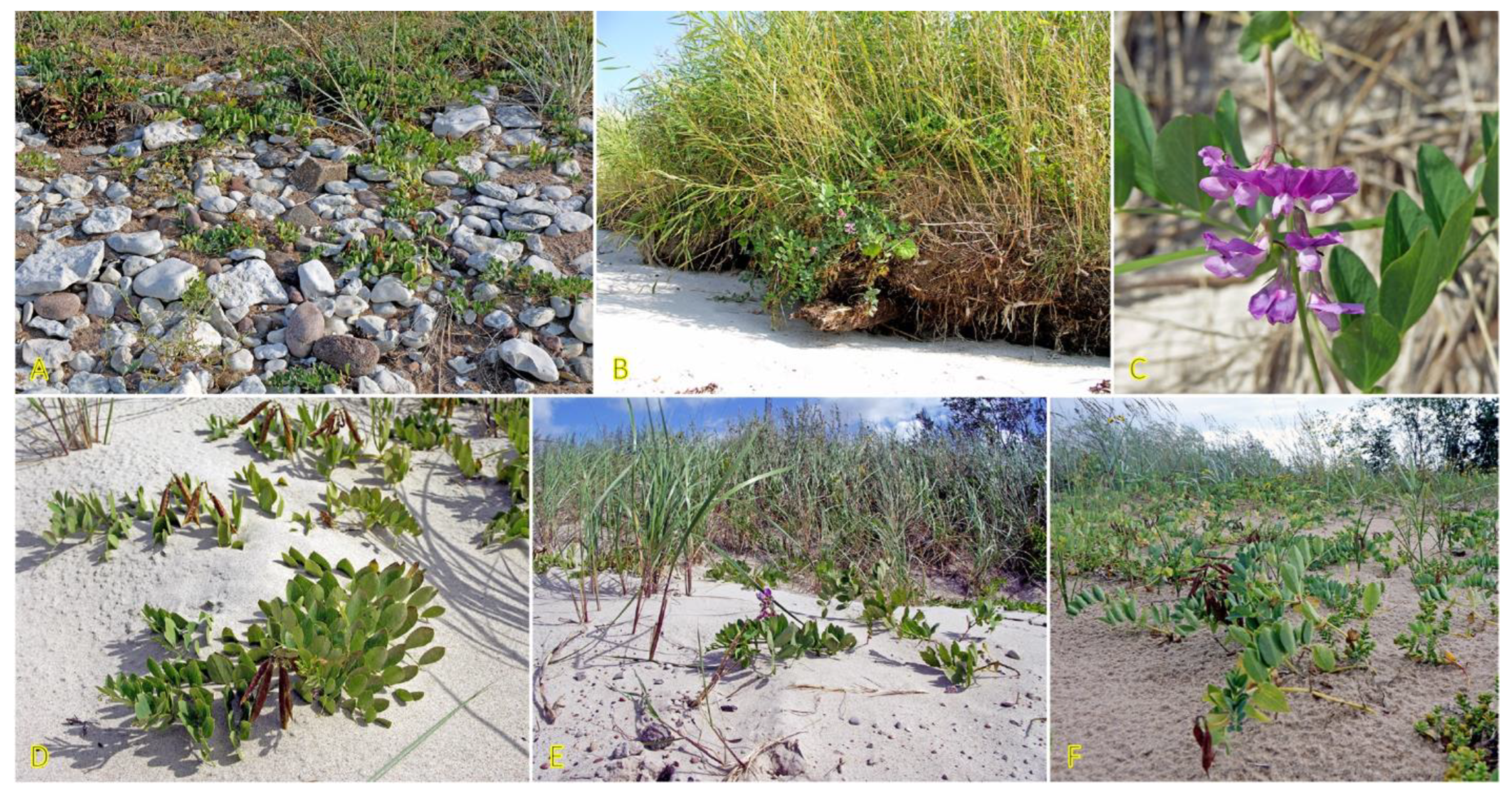 Plants 12 01728 g014 Plants 12 01728 g014