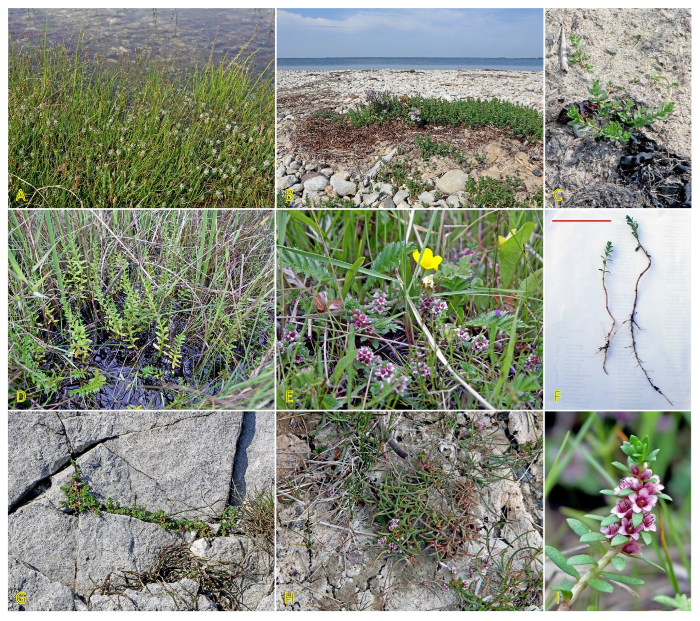 Plants 12 01728 g015 Plants 12 01728 g015