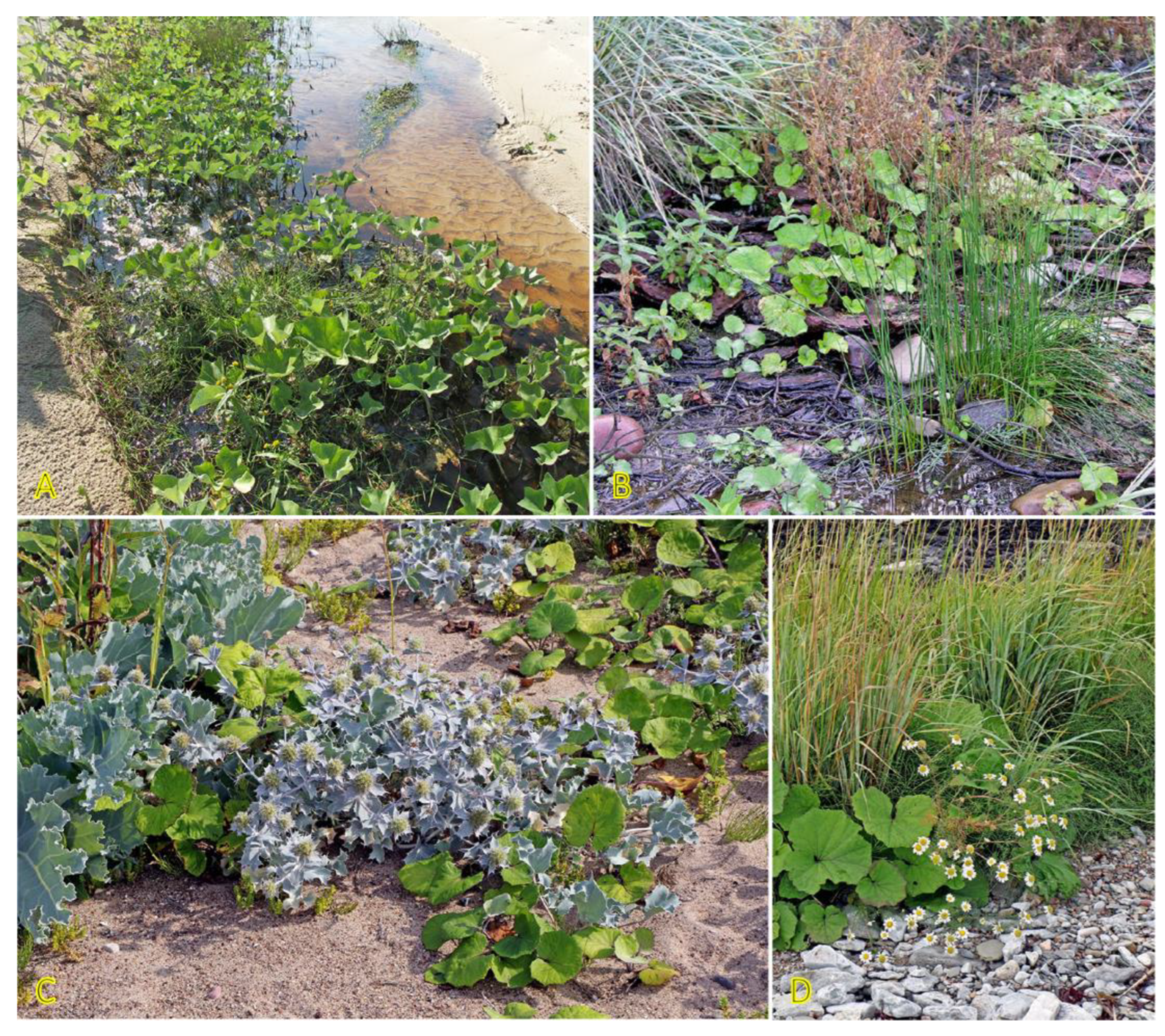 Plants 12 01728 g018 Plants 12 01728 g018