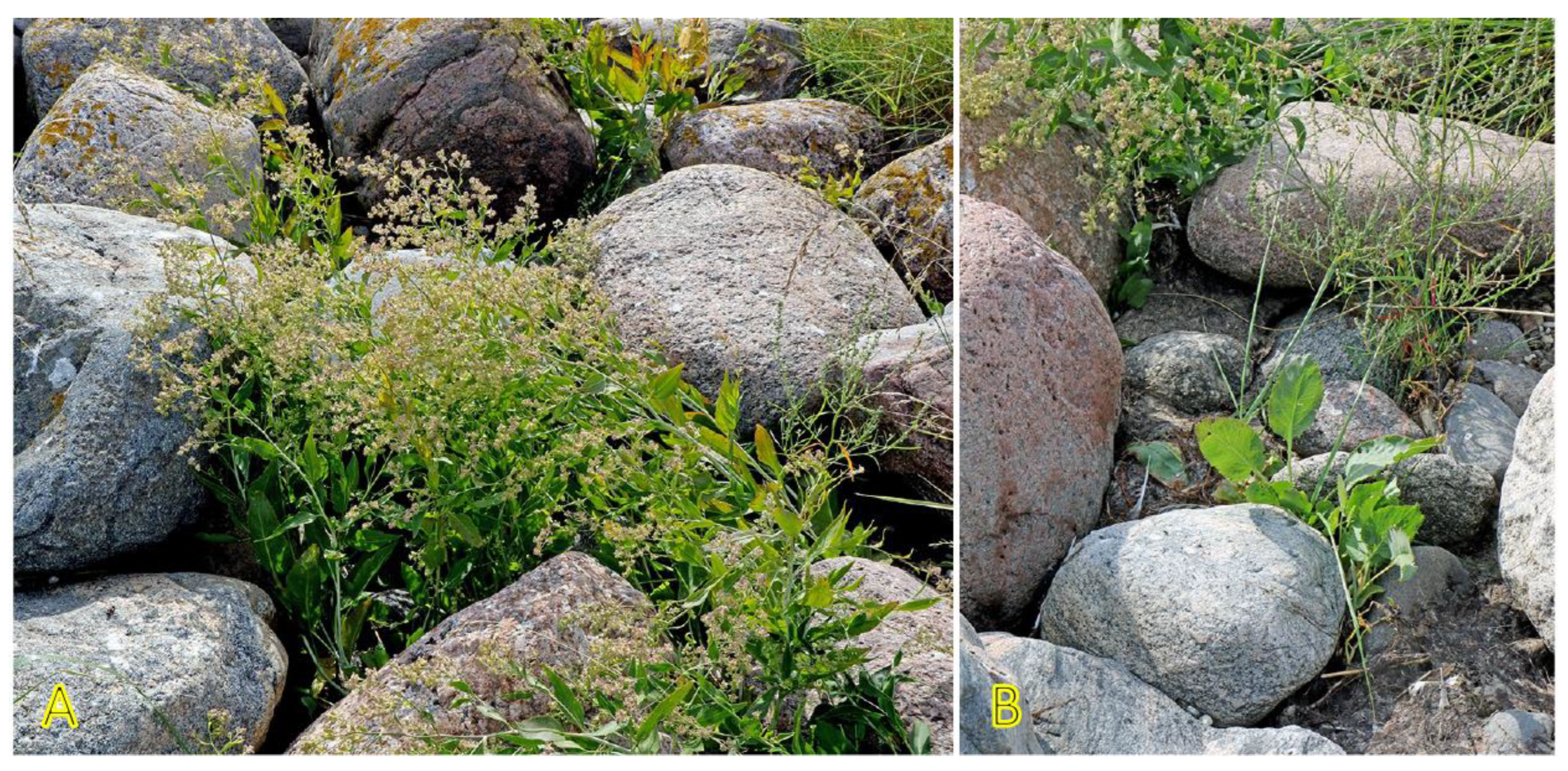 Plants 12 01728 g022 Plants 12 01728 g022