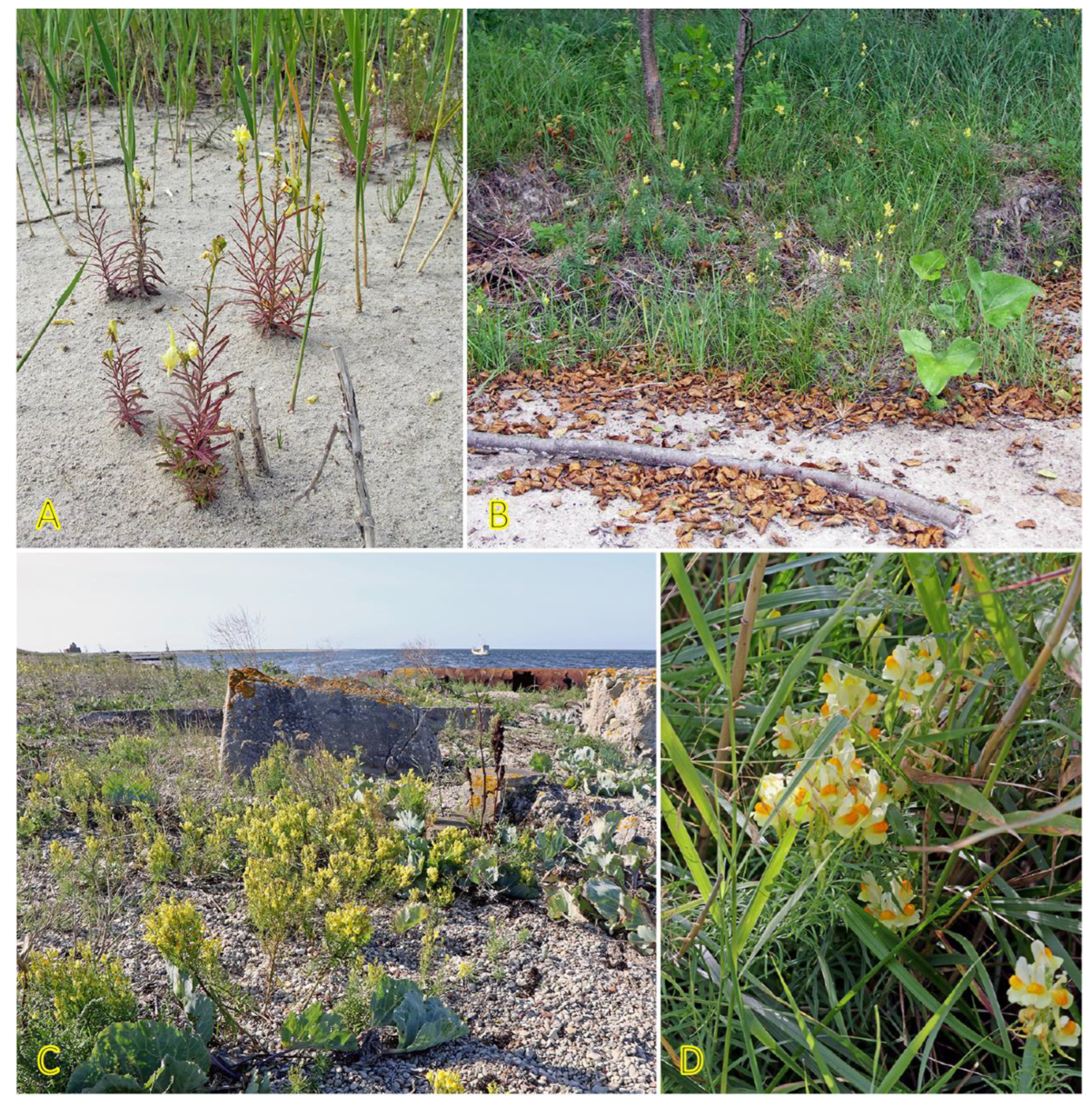 Plants 12 01728 g023 Plants 12 01728 g023