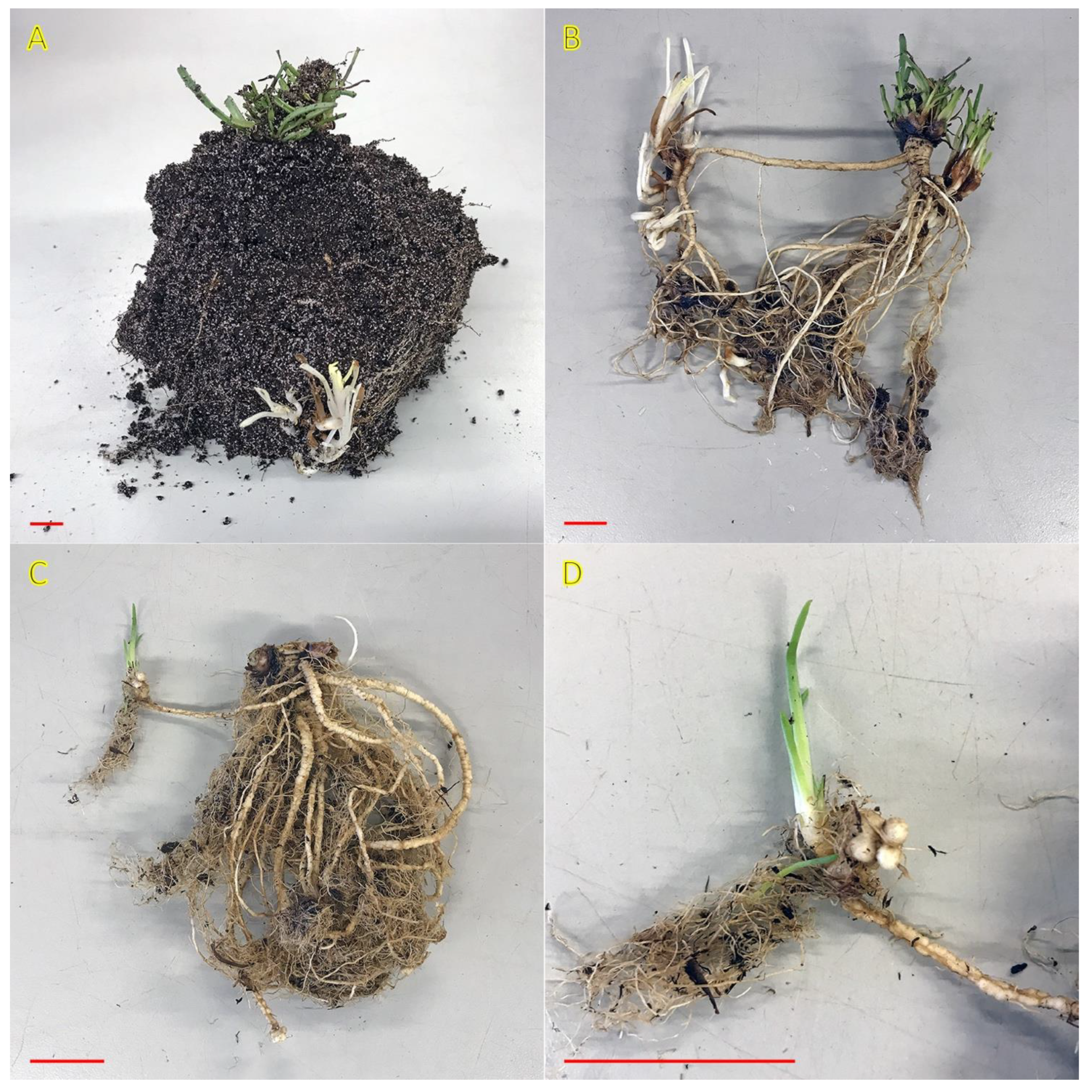 Plants 12 01728 g024 Plants 12 01728 g024