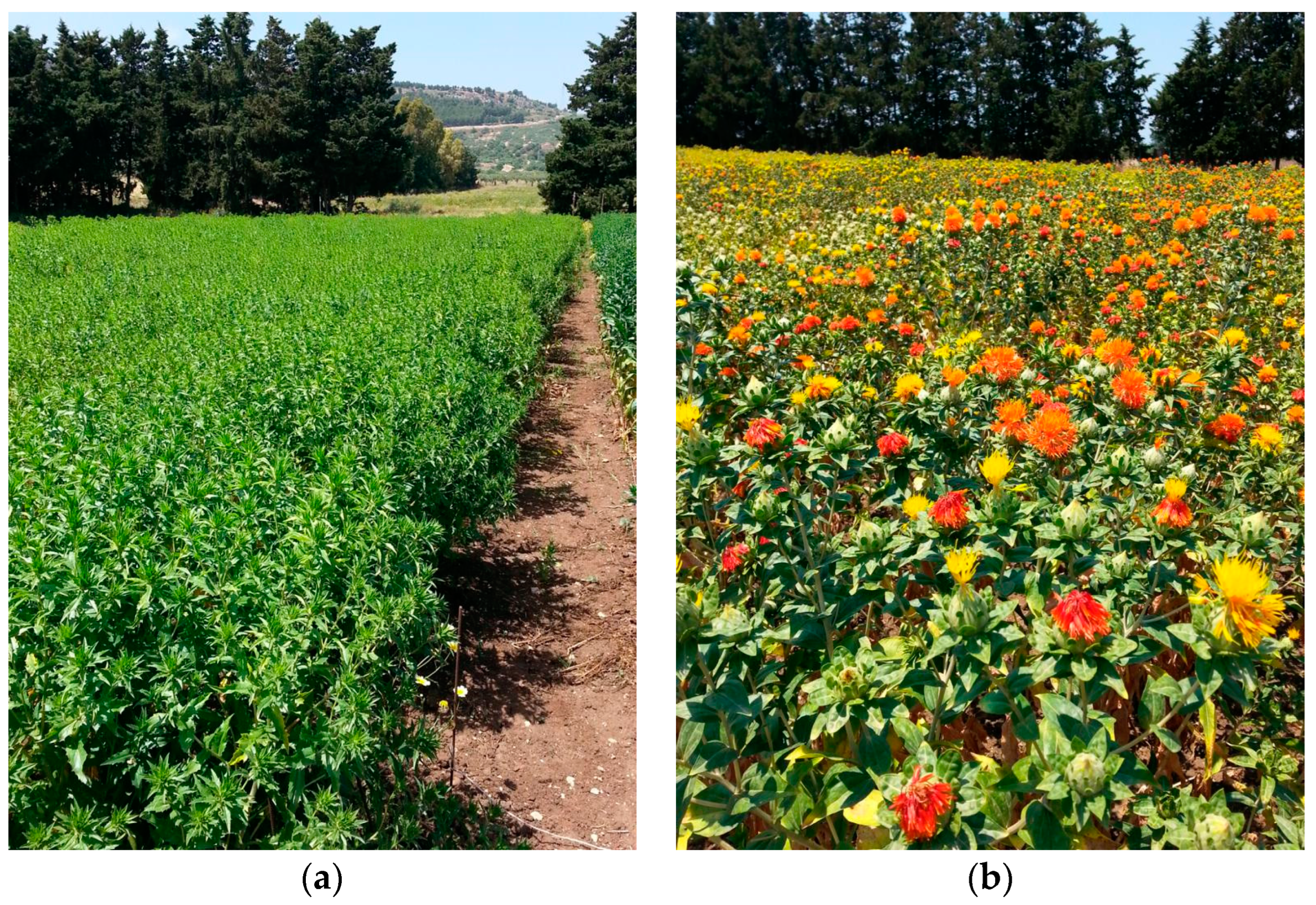 Plants 12 01733 g004