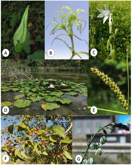 Plants 12 01743 g0a1