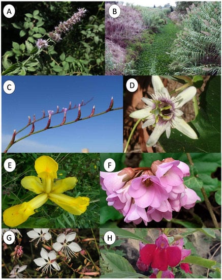 Plants 12 01743 g0a2