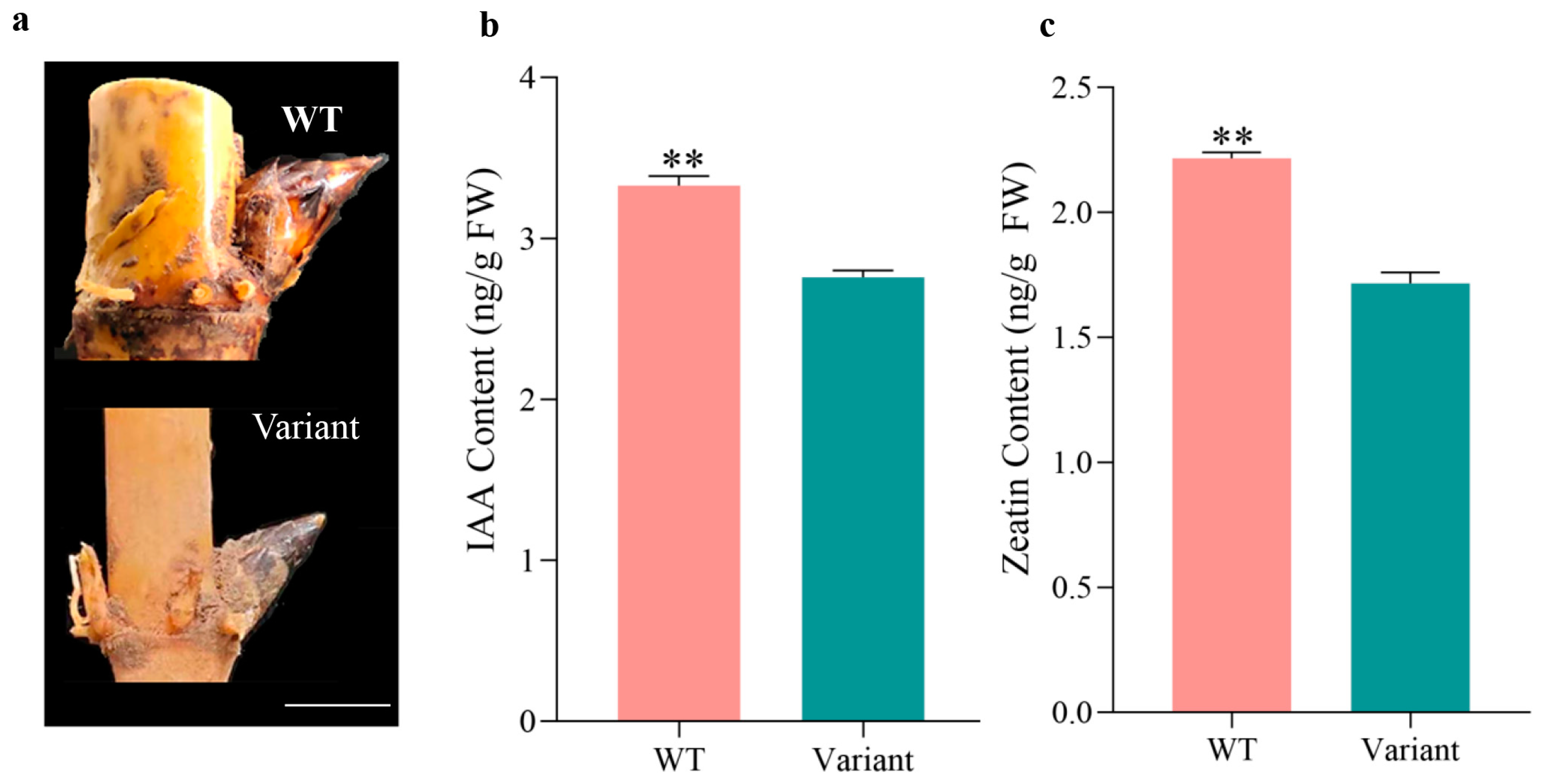 Plants 12 01759 g005 Plants 12 01759 g005