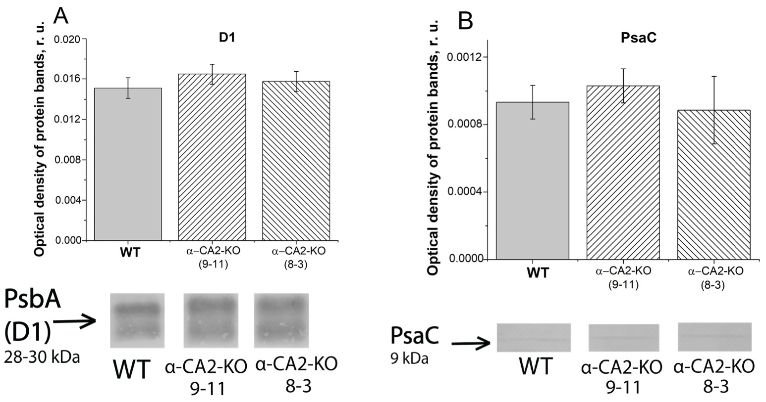 Plants 12 01763 g003