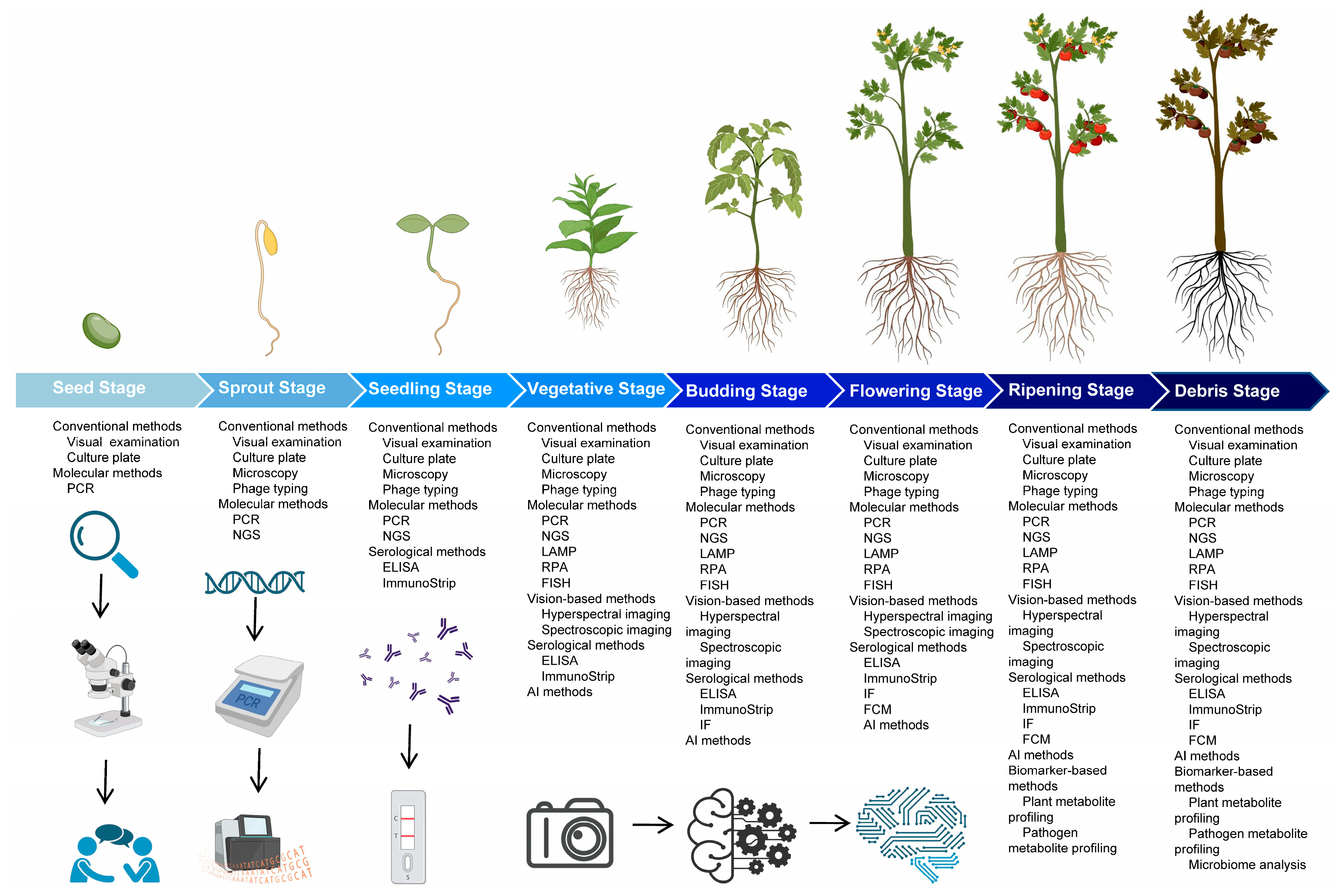 Plants 12 01765 g003
