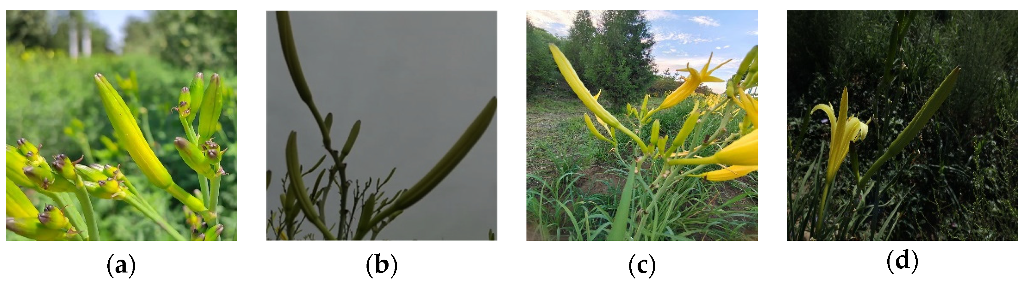 Plants 12 01769 g001a Plants 12 01769 g001a