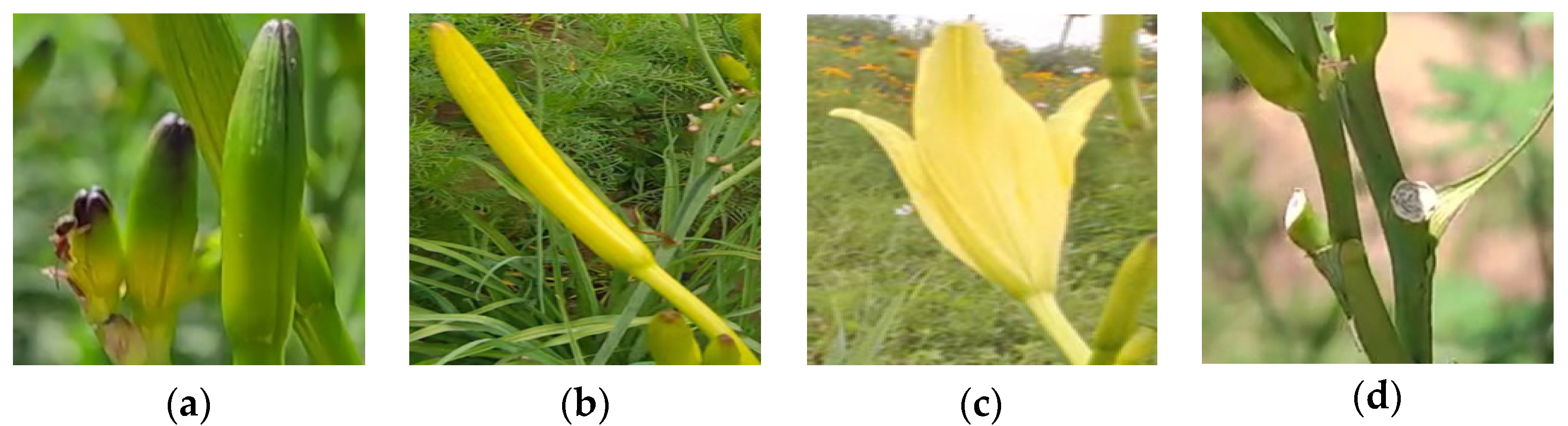 Plants 12 01769 g003 Plants 12 01769 g003