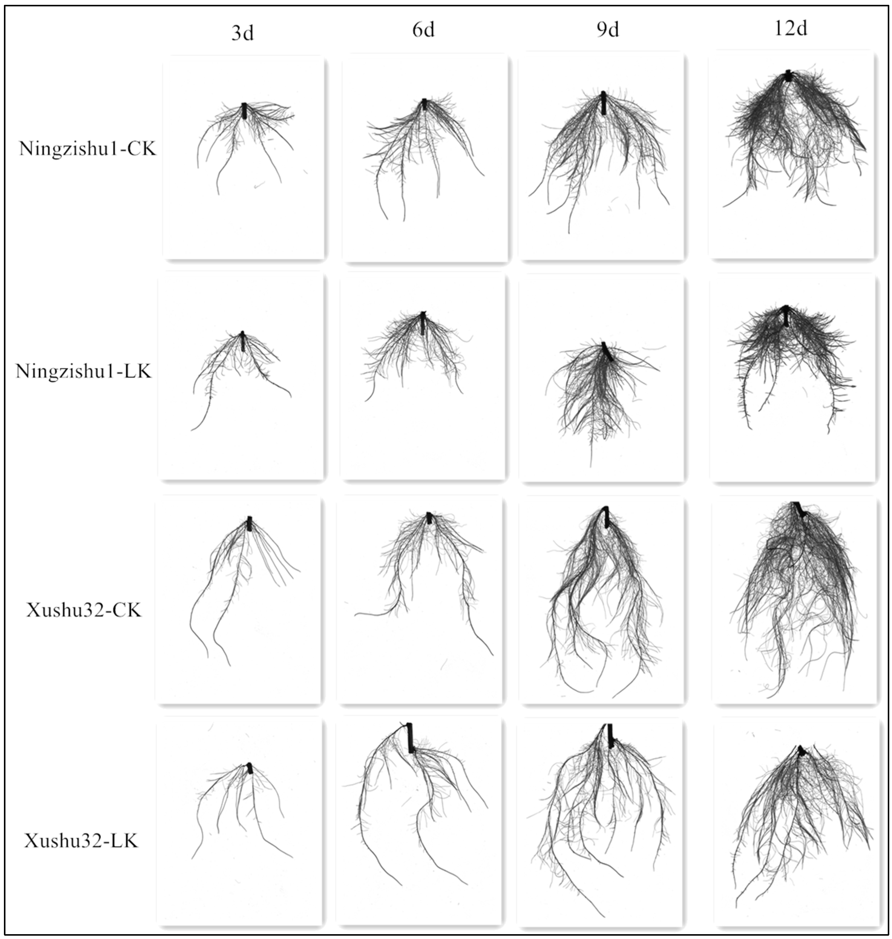 Plants 12 01779 g001