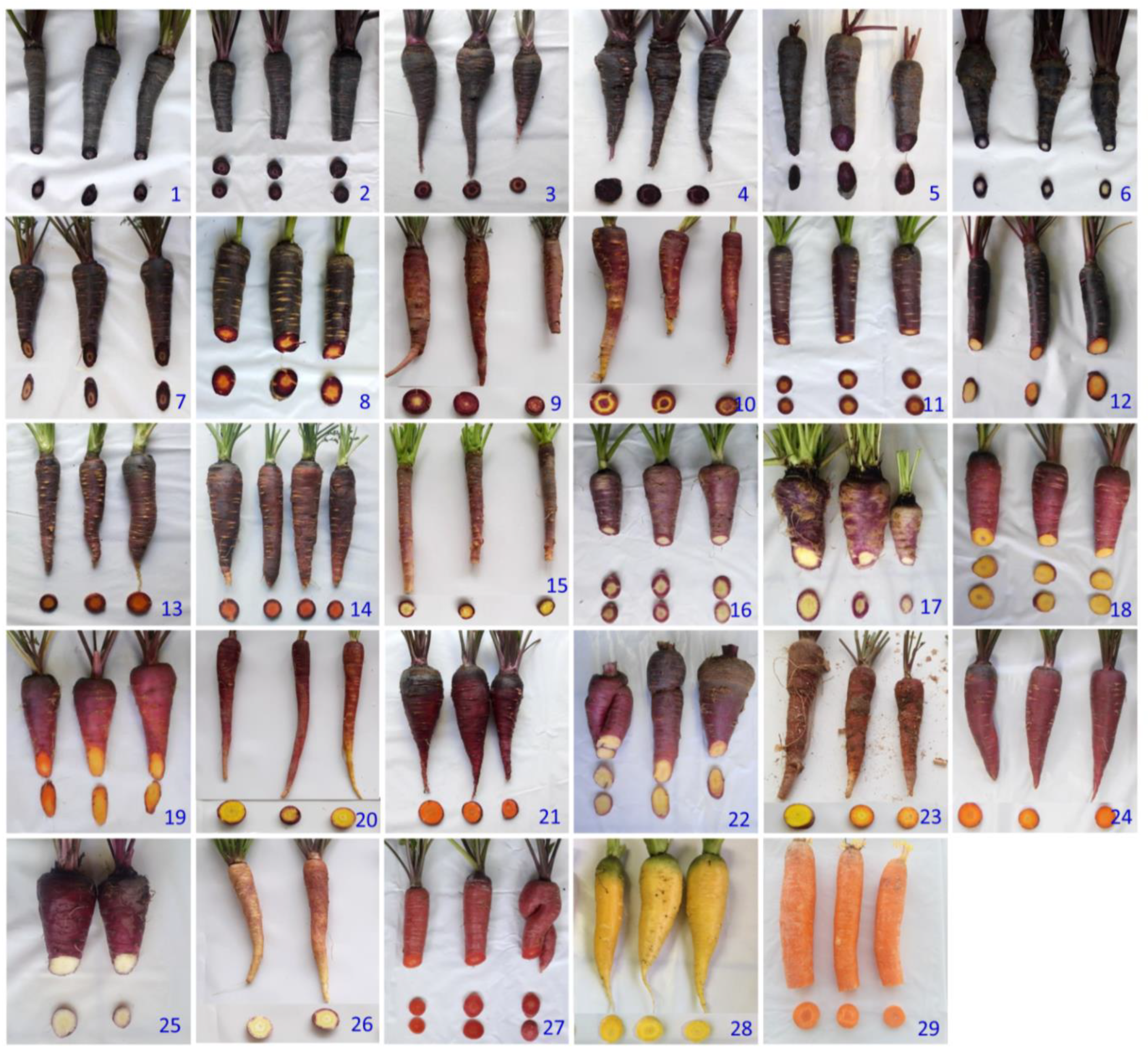 Plants 12 01796 g001