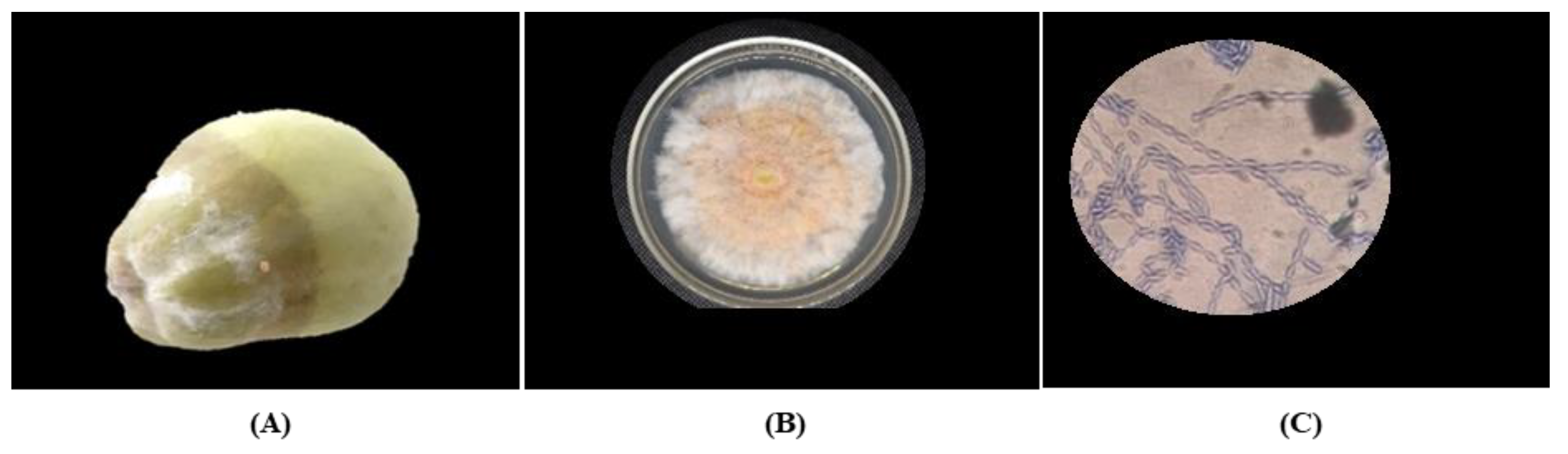 Plants 12 01800 g002