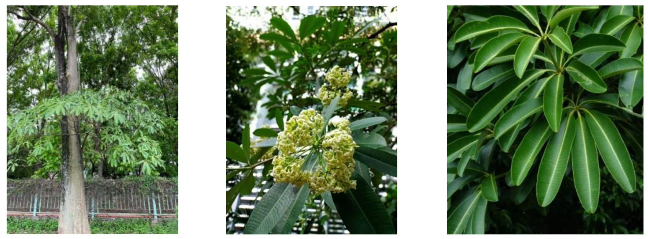 Plants 12 01813 g002 Plants 12 01813 g002