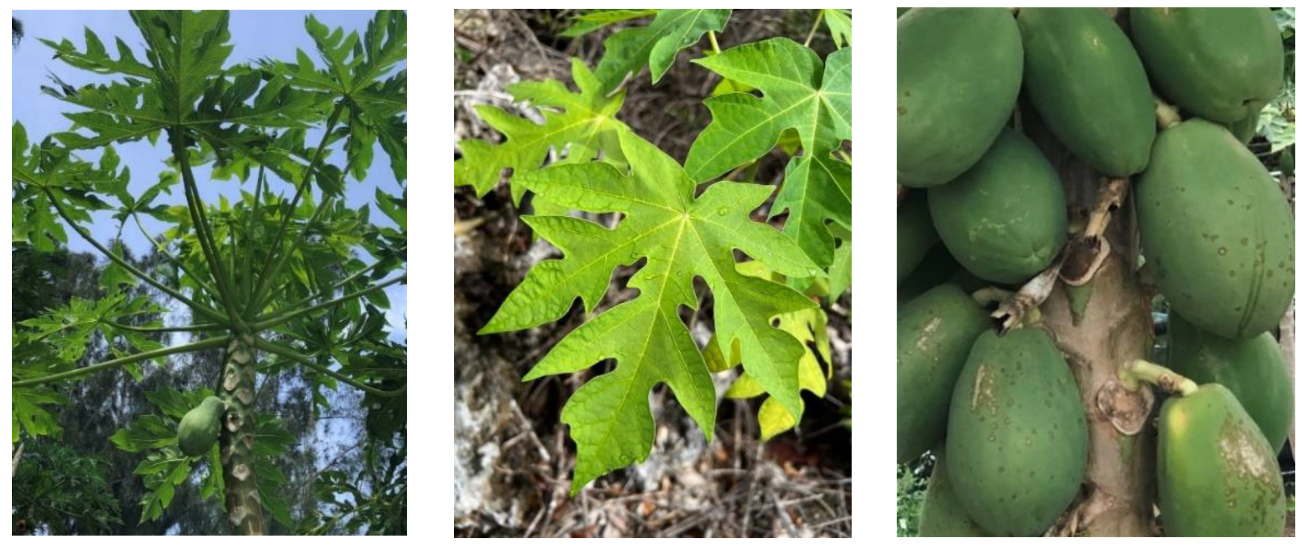 Plants 12 01813 g004 Plants 12 01813 g004