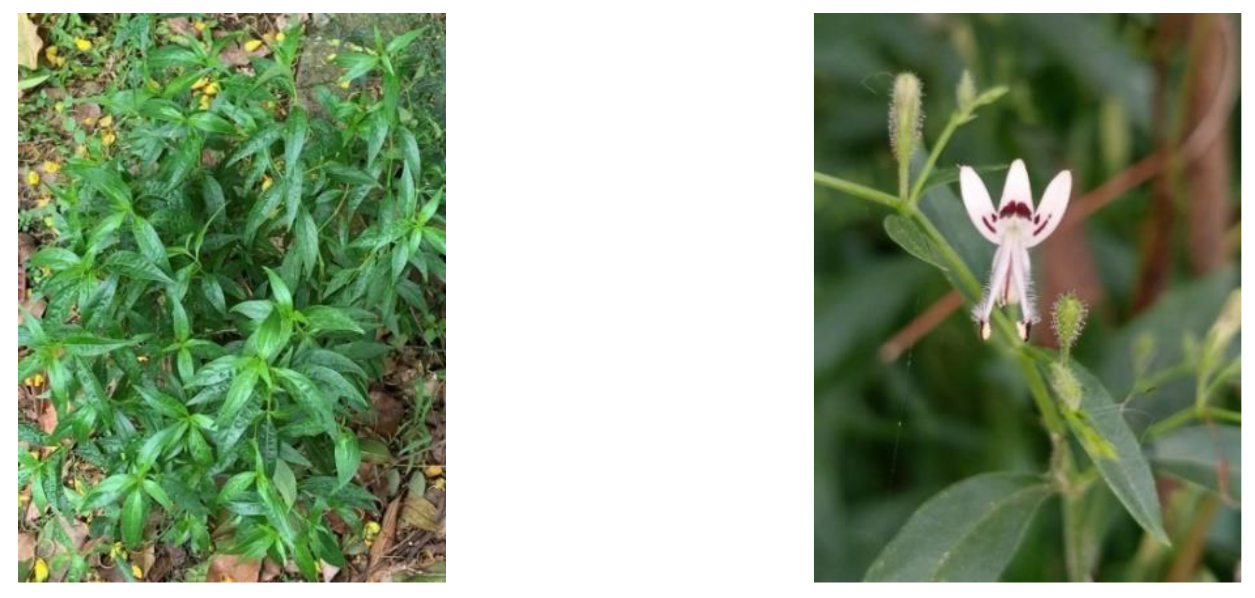 Plants 12 01813 g006 Plants 12 01813 g006