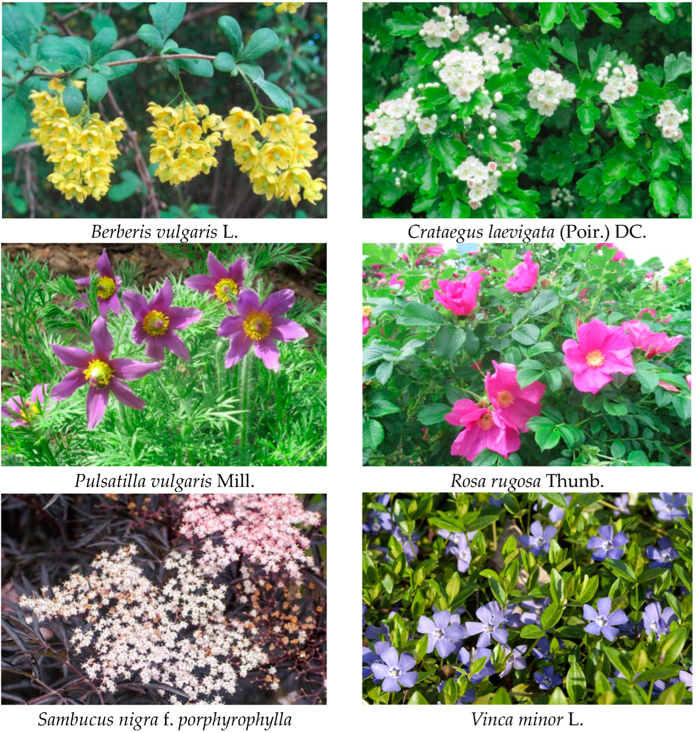 Plants 12 01838 g004