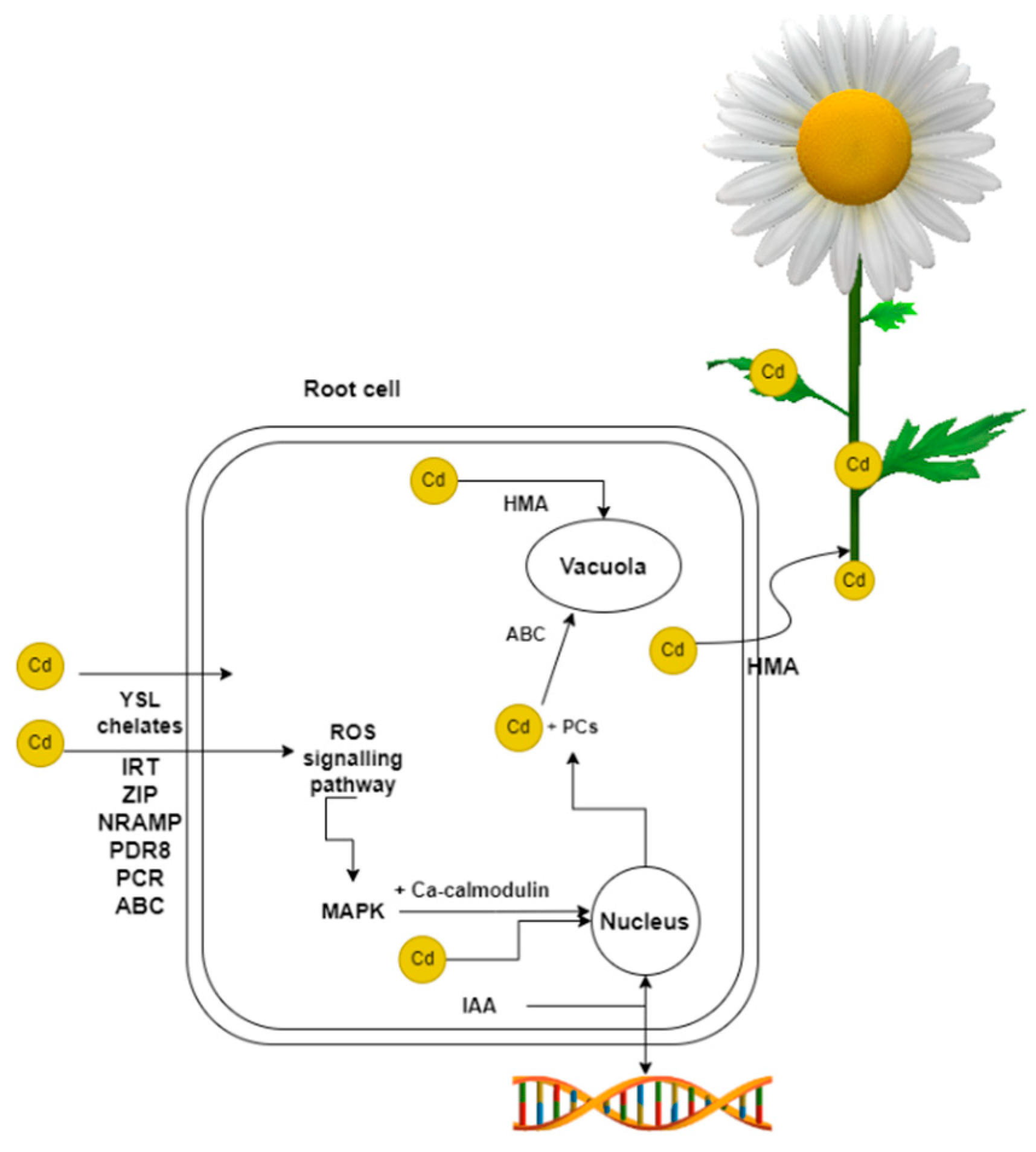 Plants 12 01848 g001 Plants 12 01848 g001