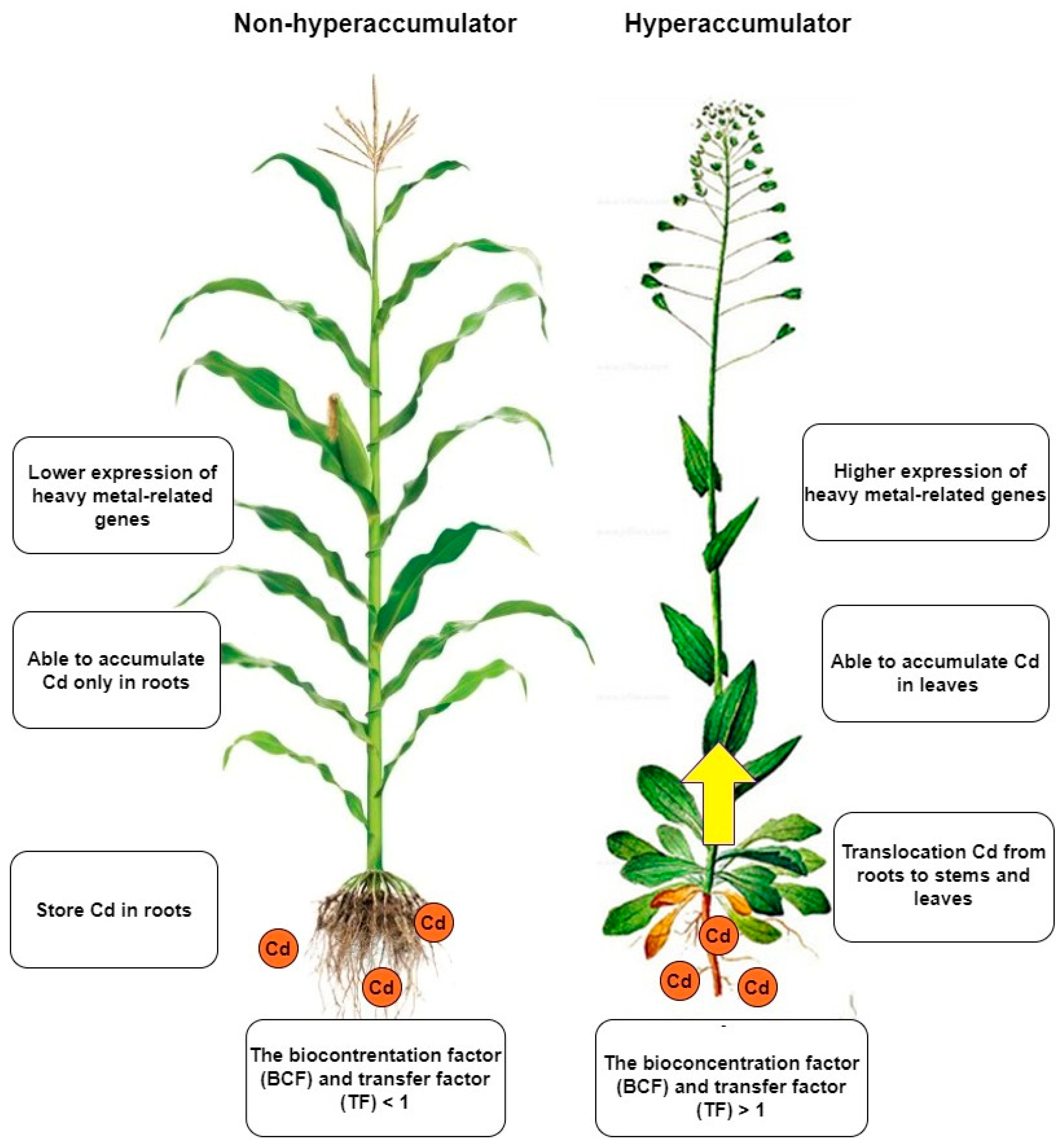 Plants 12 01848 g002 Plants 12 01848 g002