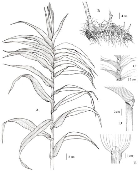 Plants 12 01850 g001 550