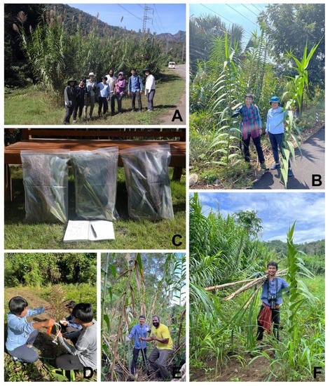 Plants 12 01850 g0a1 550