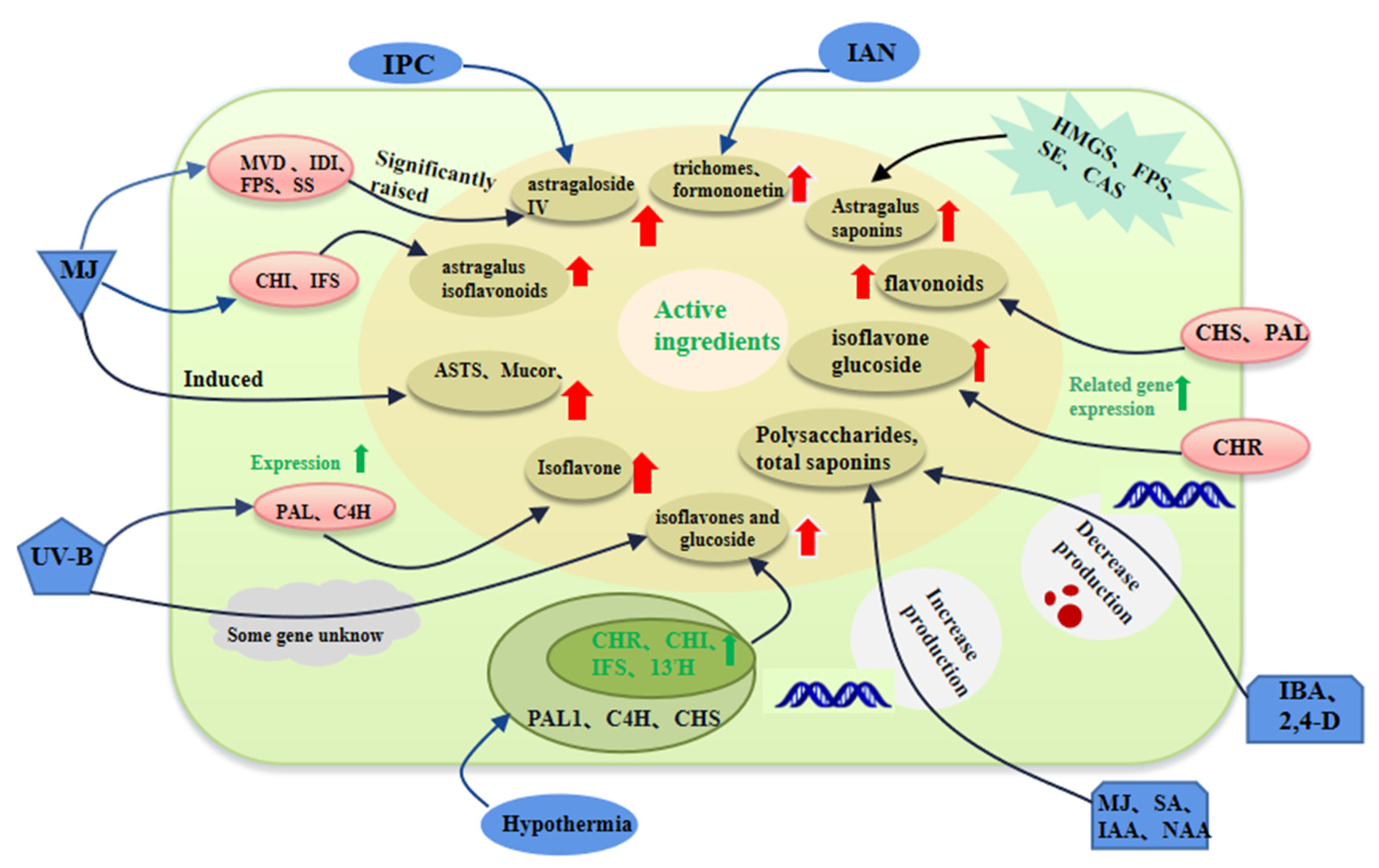 Advances in Biotechnological Production and Metabolic Regulation of ...
