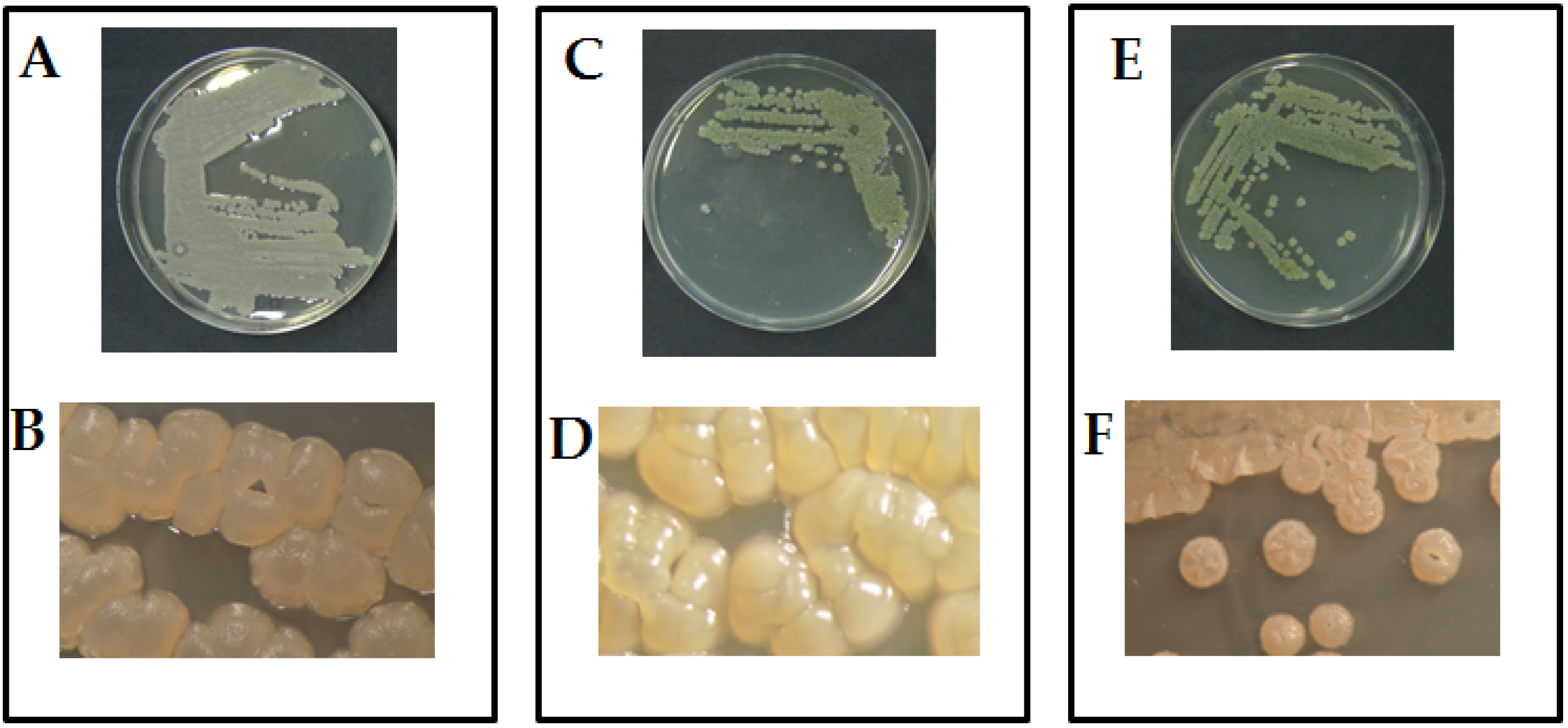 Plants 12 01869 g001