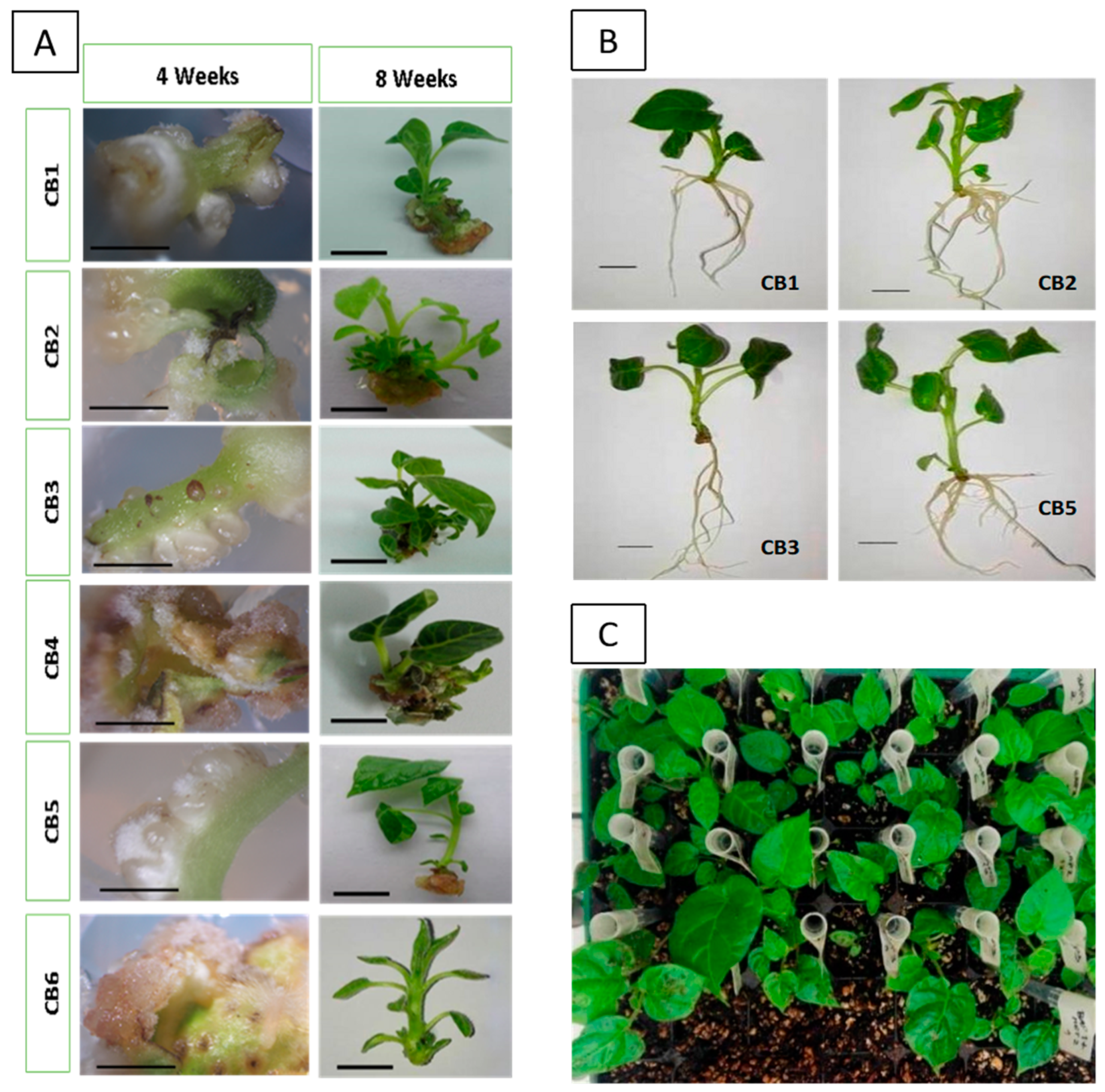 Plants 12 01884 g002