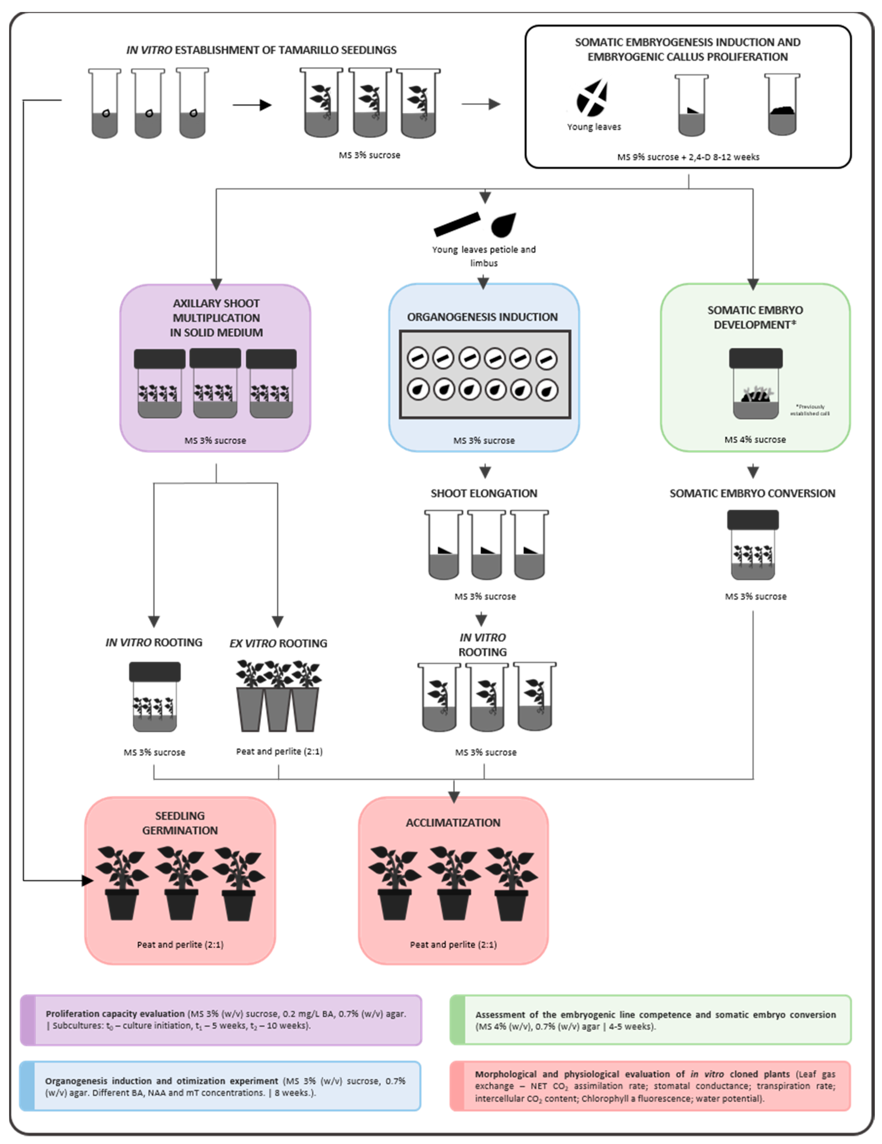 Plants 12 01884 g006