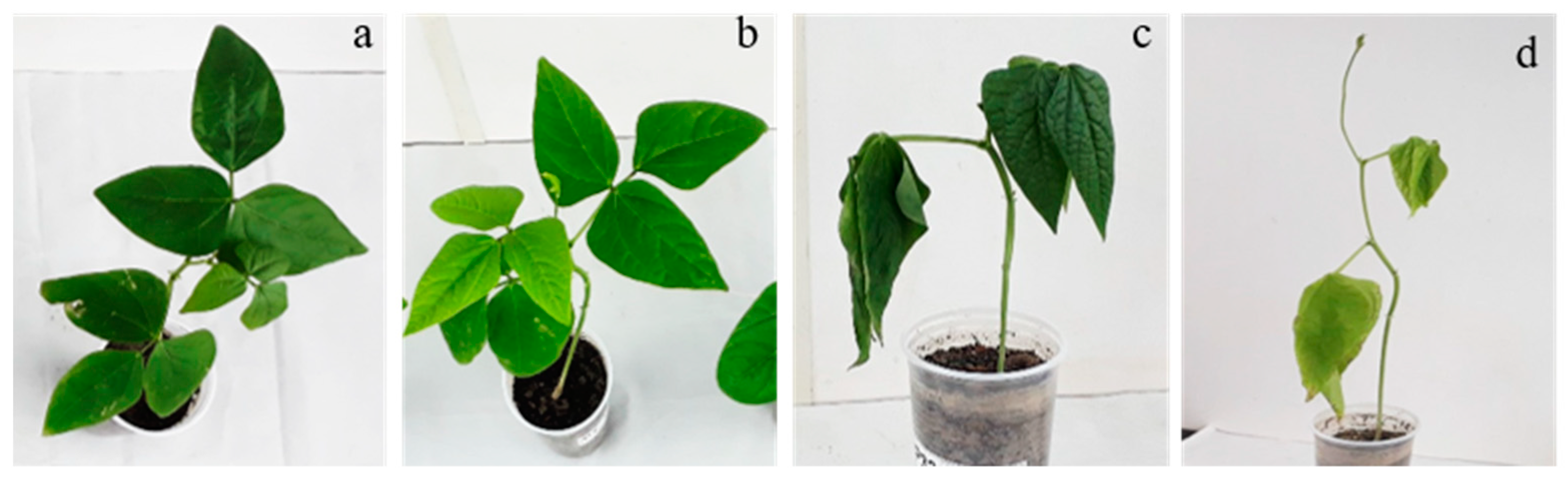 Plants 12 01900 g001 Plants 12 01900 g001