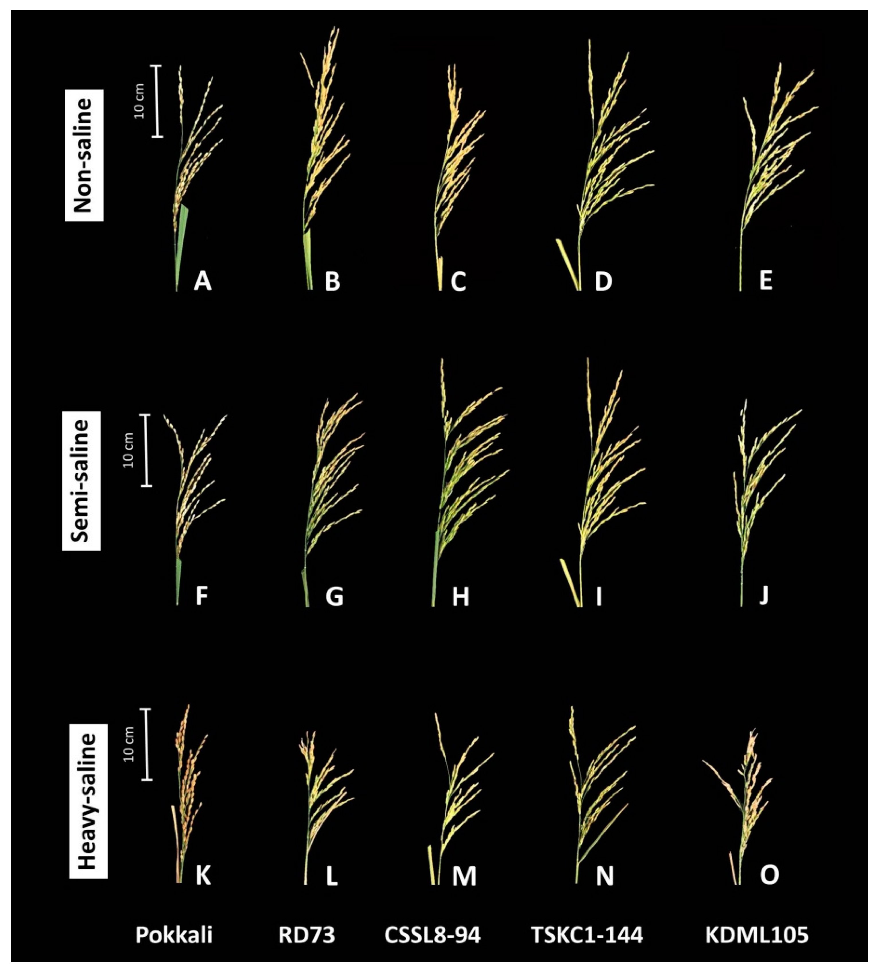 Plants 12 01903 g008