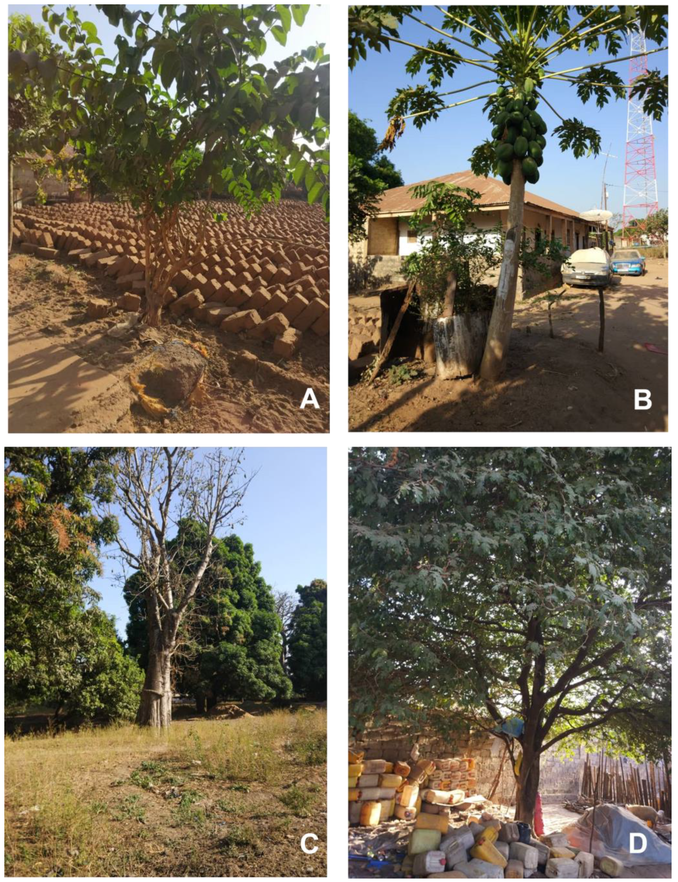 Plants 12 01909 g001