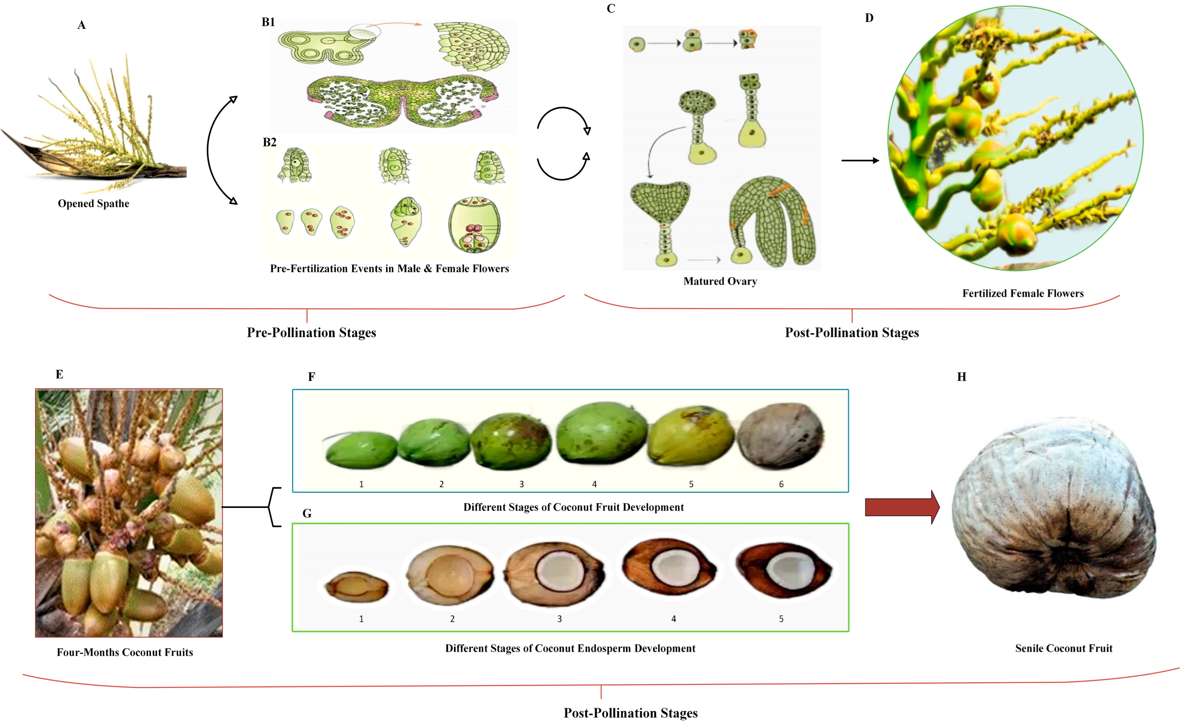 Plants 12 01913 g001