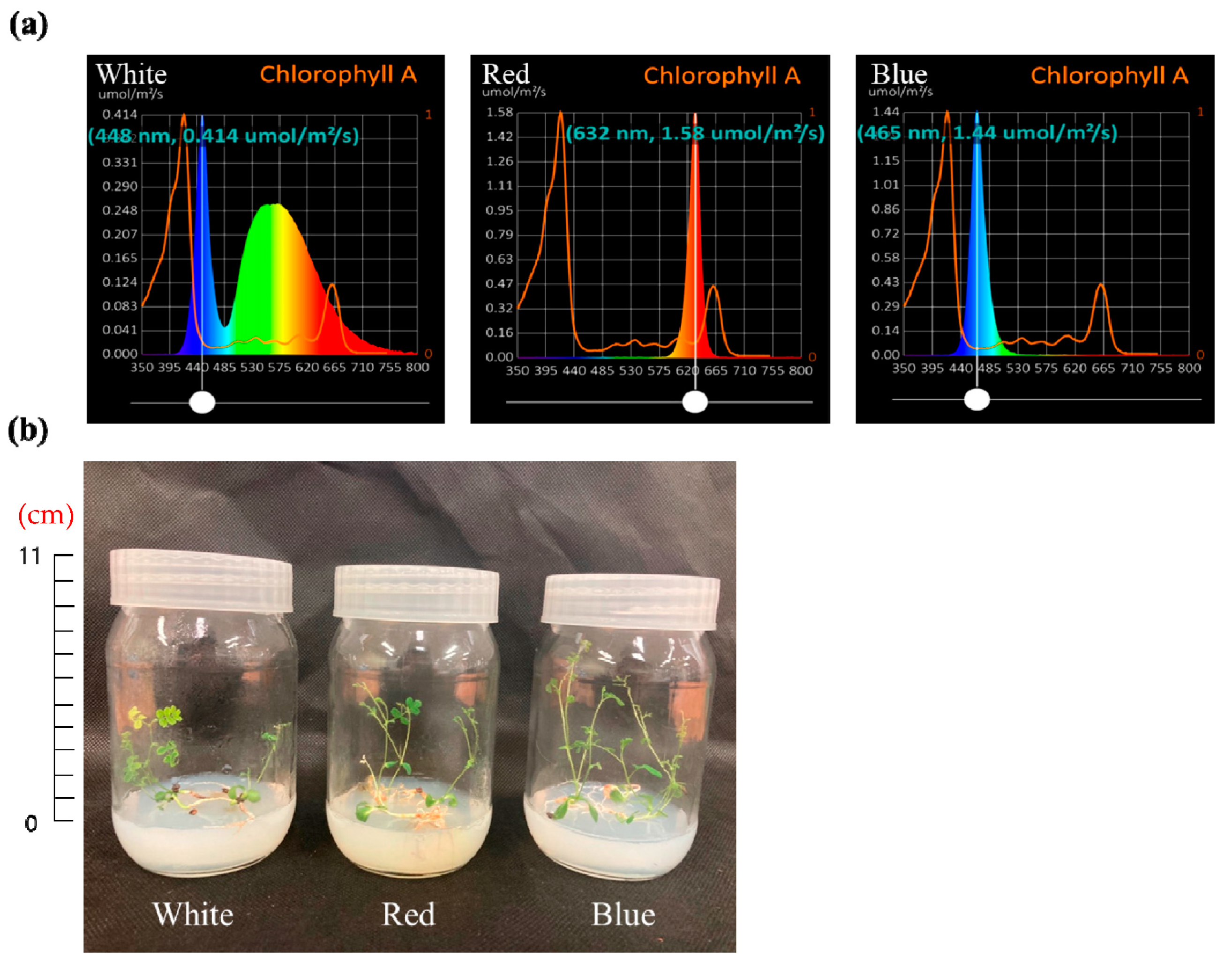 Plants 12 01914 g006 Plants 12 01914 g006